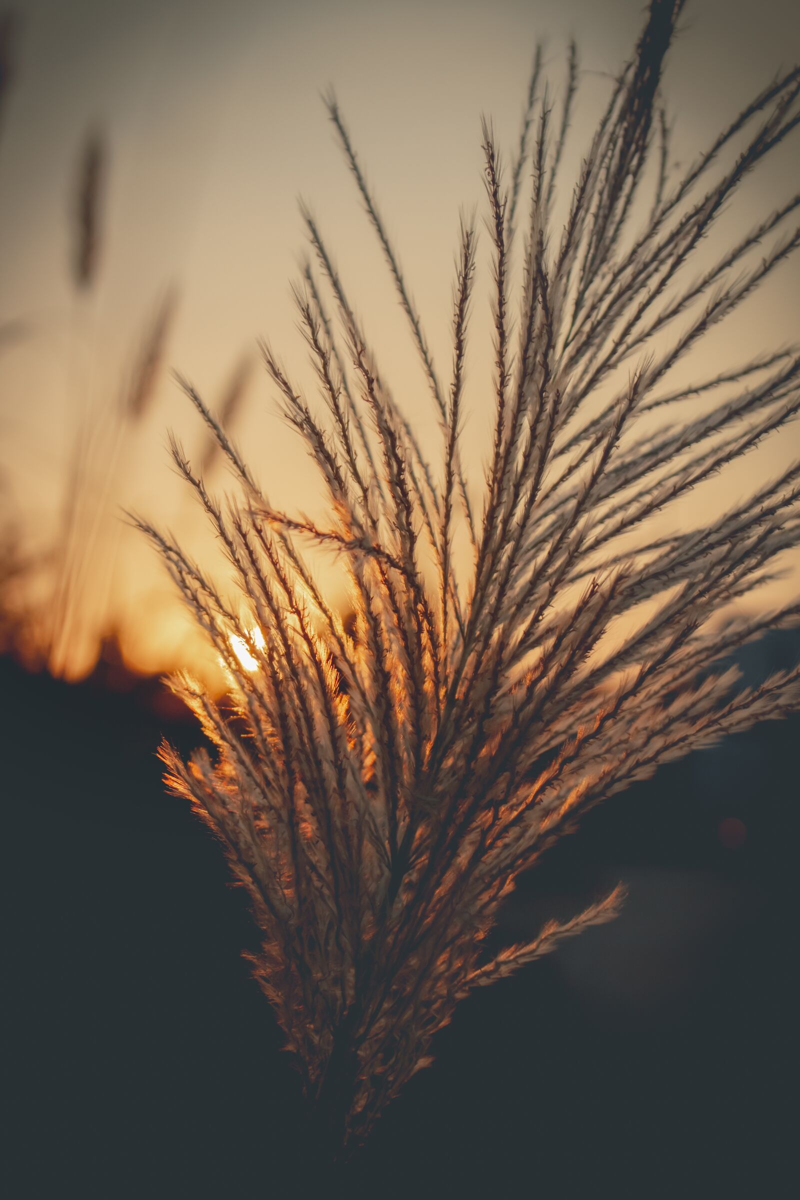 Canon EOS 700D (EOS Rebel T5i / EOS Kiss X7i) sample photo. Sky, west, grass photography