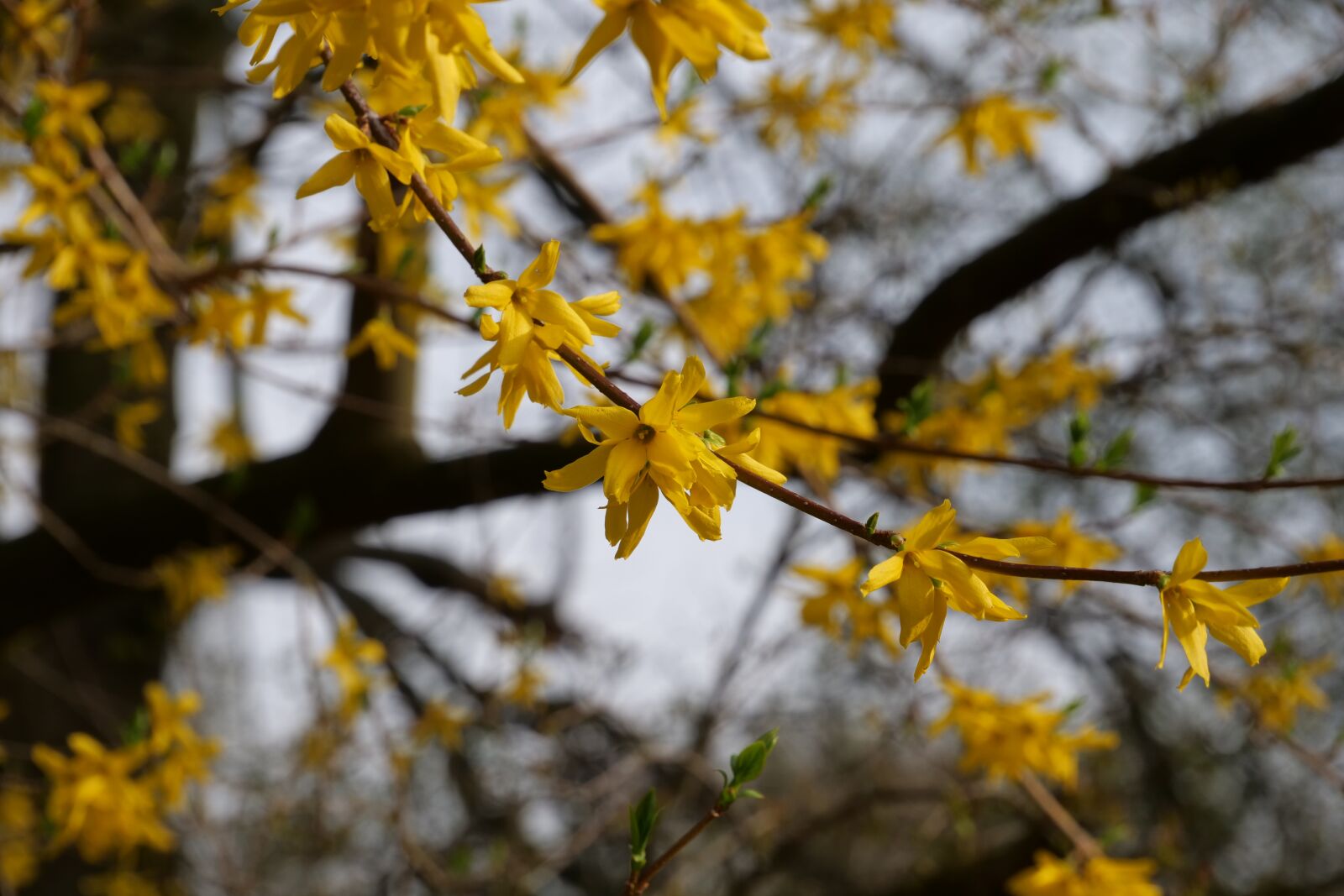 Panasonic Lumix DC-G9 sample photo. Tree, nature, season photography