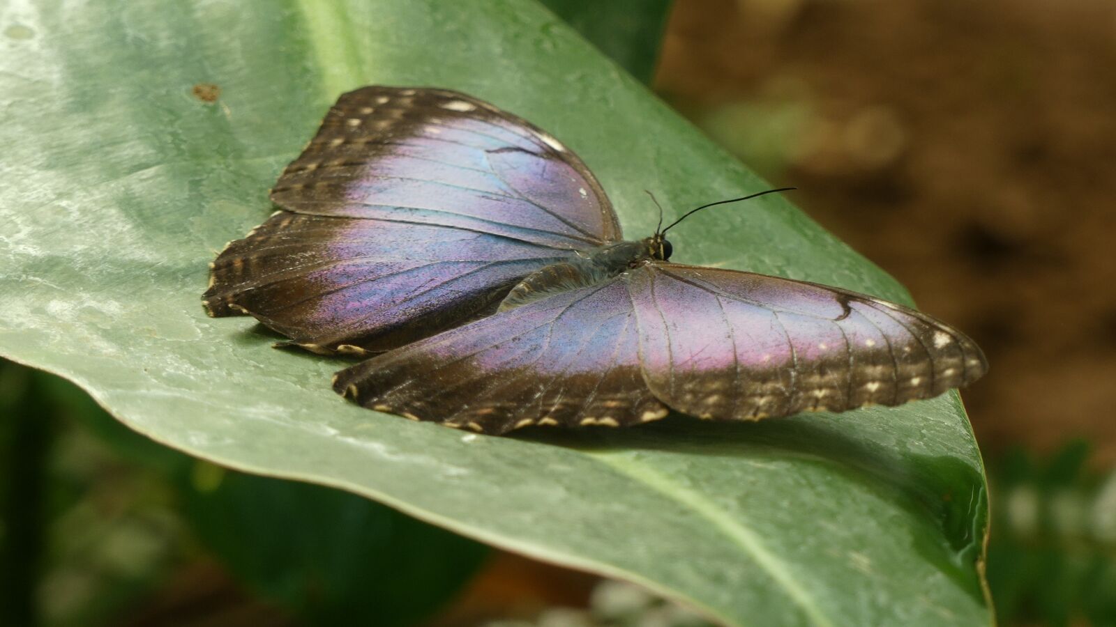 Panasonic Lumix DMC-FZ300 sample photo. Butterfly, edelfalter, insect photography