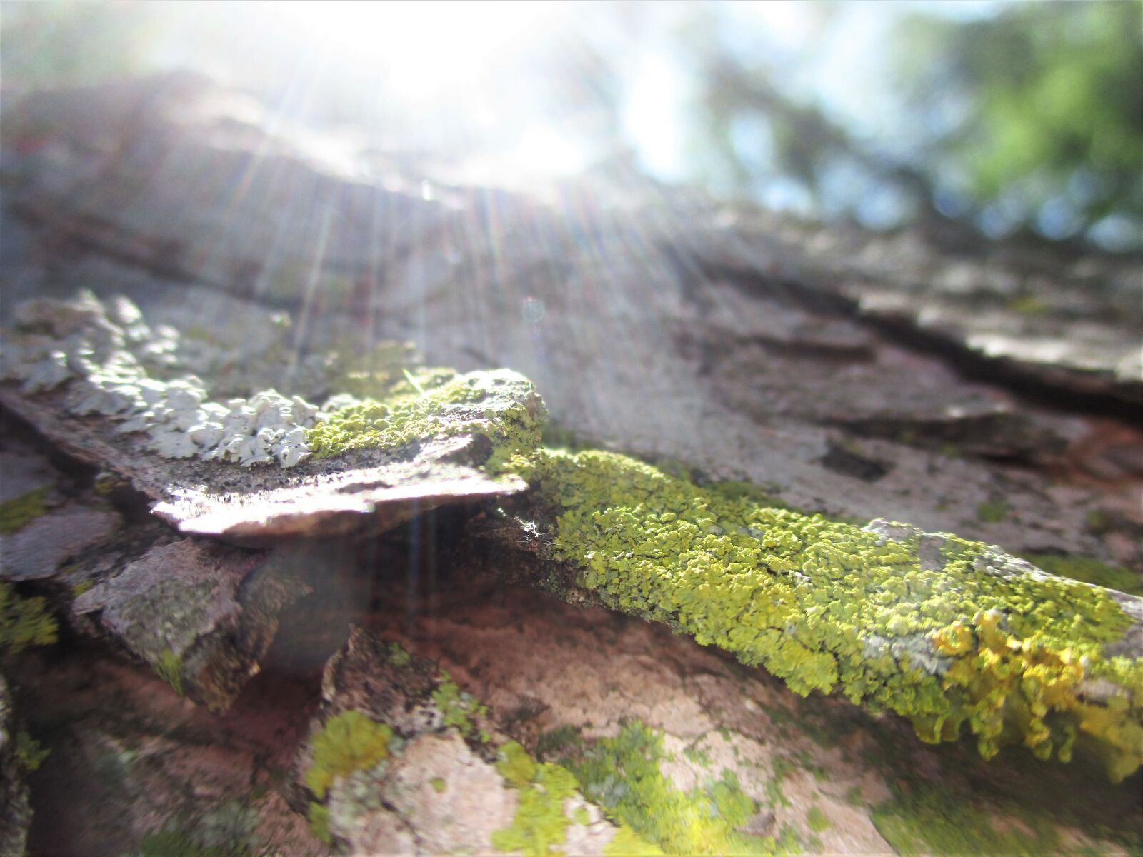 Canon PowerShot ELPH 180 (IXUS 175 / IXY 180) sample photo. Wood, moss, lichen photography
