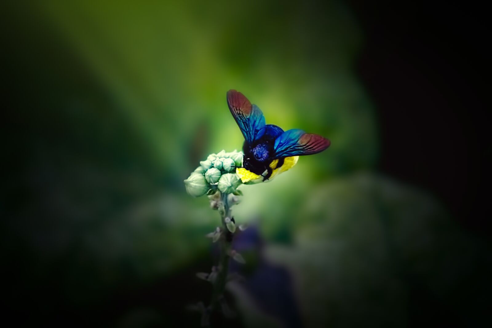 Canon EF-S 55-250mm F4-5.6 IS STM sample photo. Humble - bee, insect photography