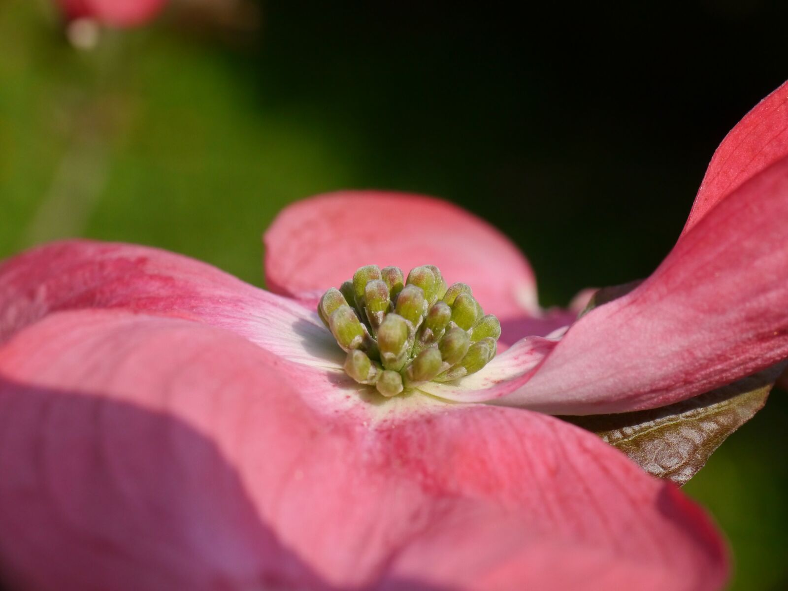 Panasonic Lumix DMC-G5 sample photo. Dogwood flower, pink, blossom photography
