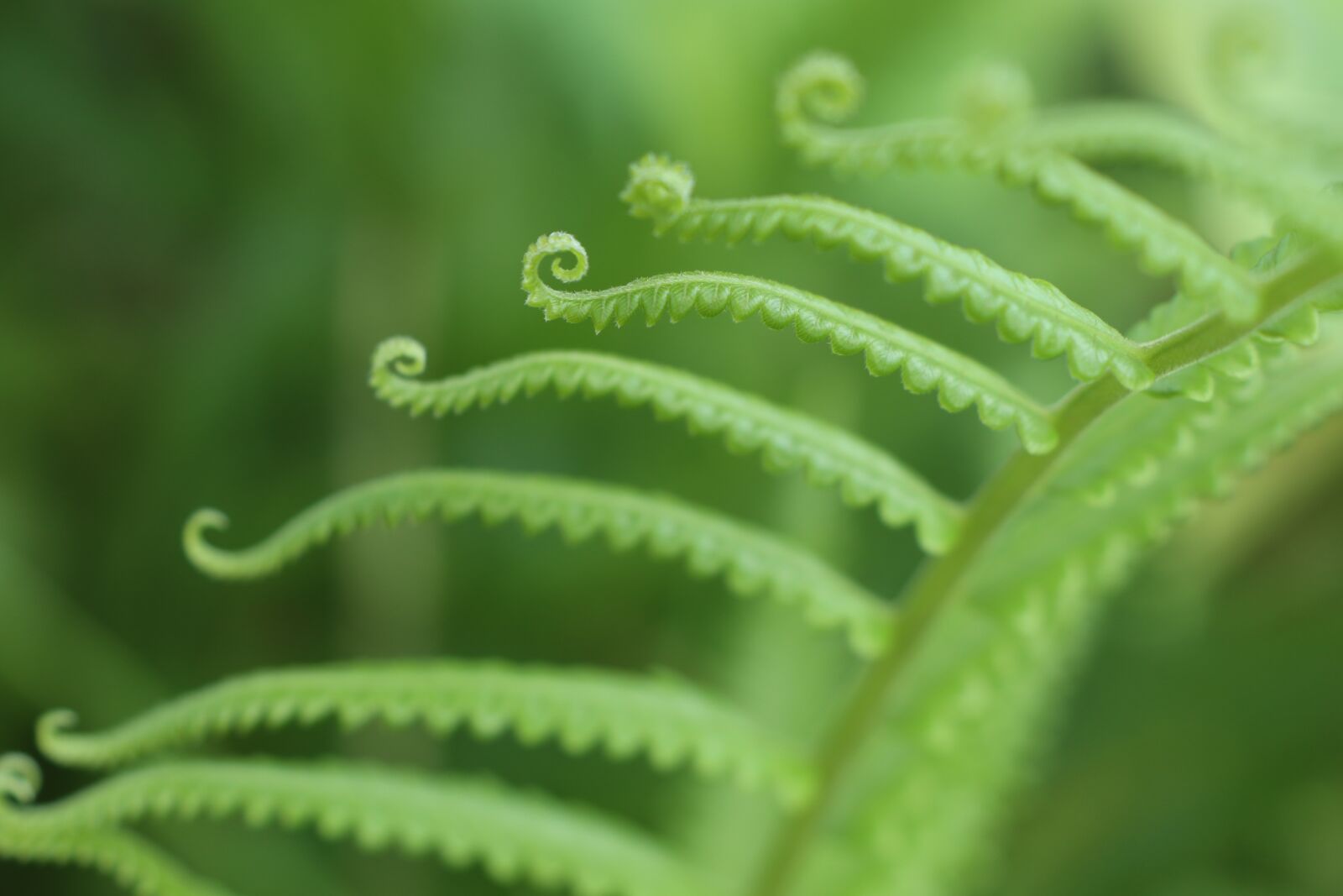 Canon EOS M6 sample photo. Leave, forest, lake photography