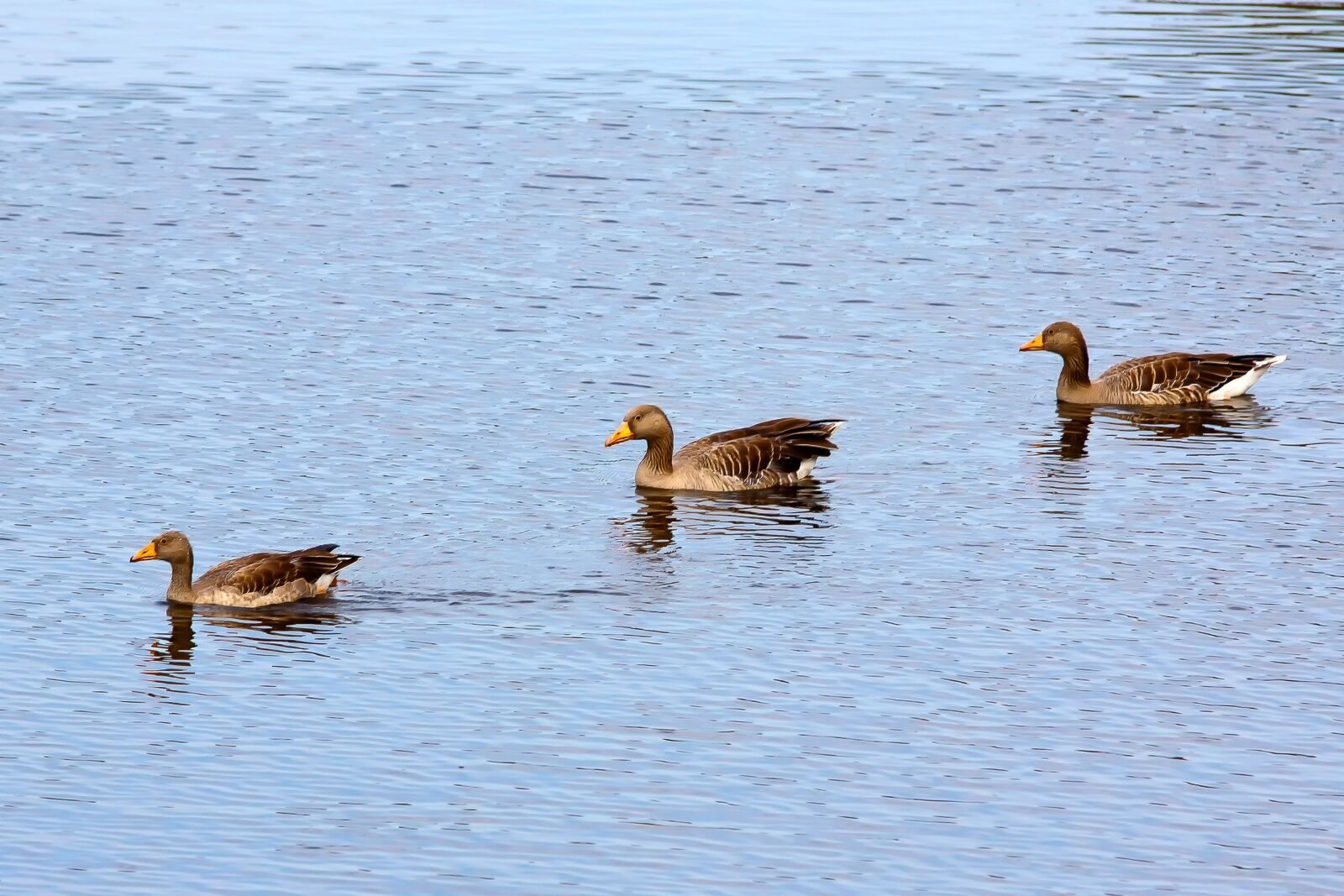 Canon EOS 50D sample photo. Ducks, family, lake photography