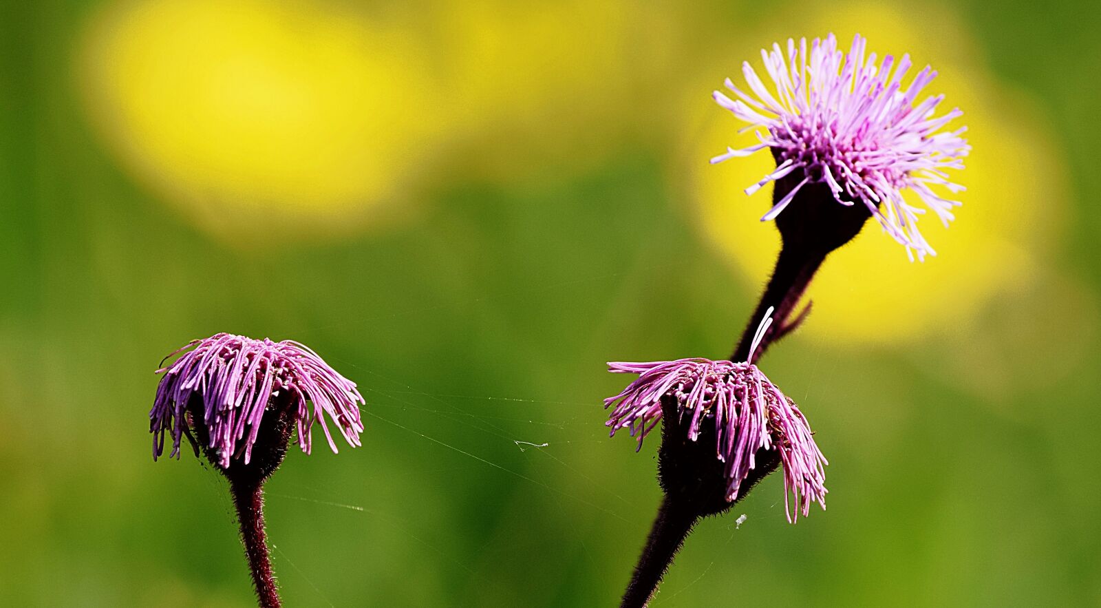Nikon D5300 sample photo. Flower, desabrocar, spring photography