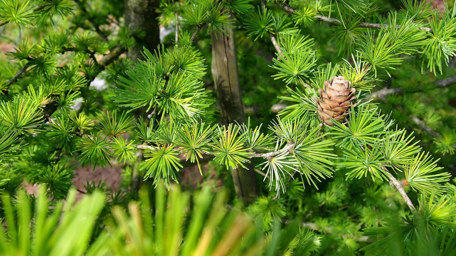 Olympus PEN E-PL6 sample photo. Pine cone, larch, tree photography