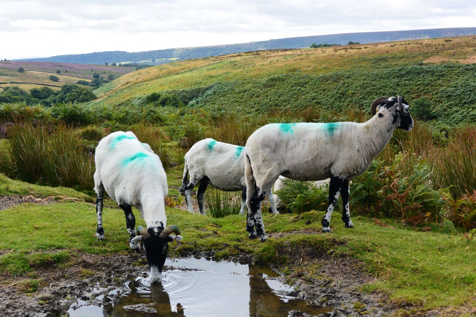 Nikon 1 J3 sample photo. Moorland, moorland, sheep, sheep photography
