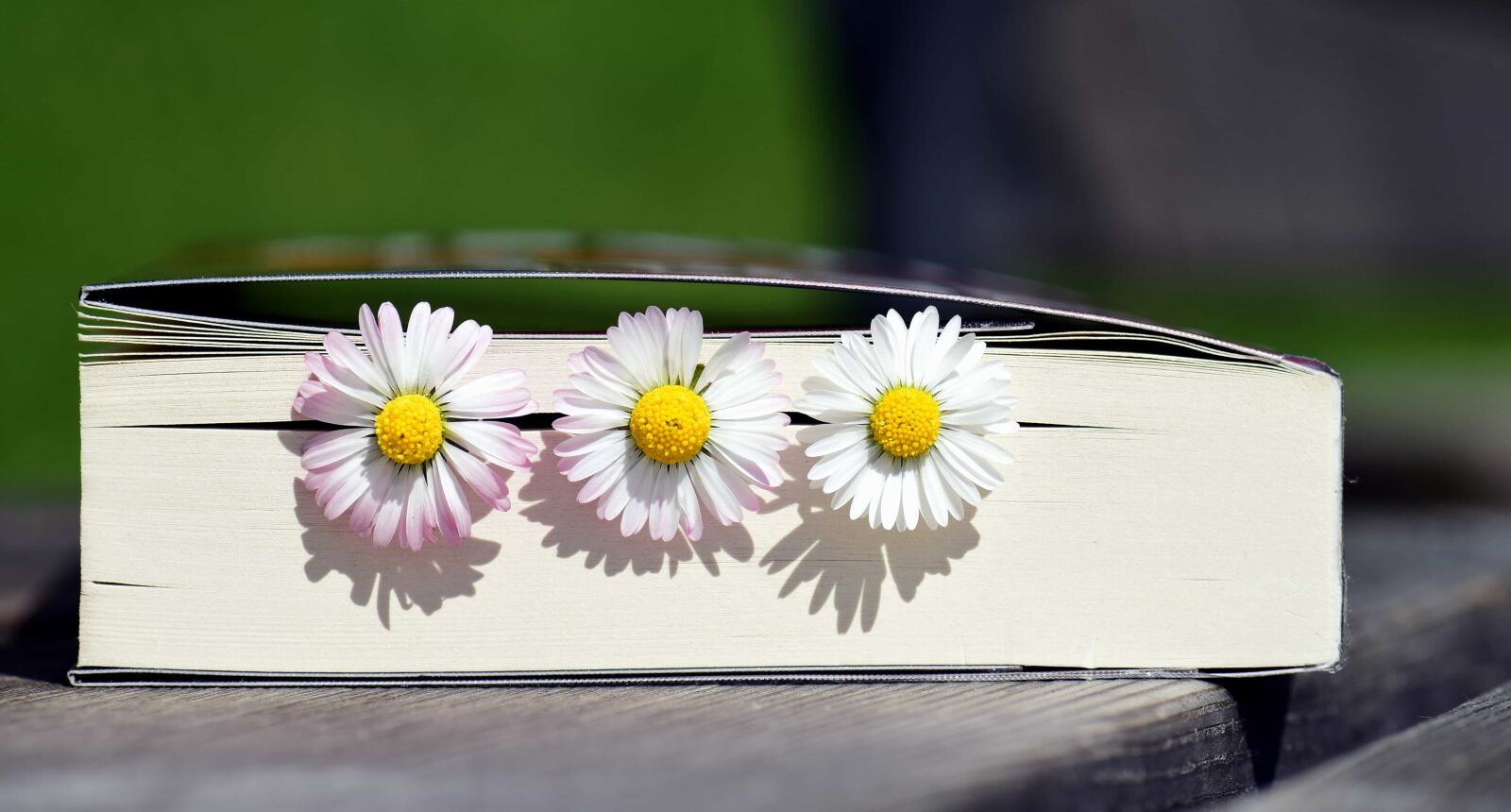 Nikon D3300 sample photo. Flower, herb, plant, daisy photography
