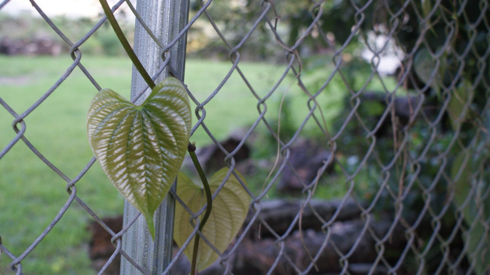 Sony Alpha DSLR-A300 sample photo. Fence, leaves, nature photography