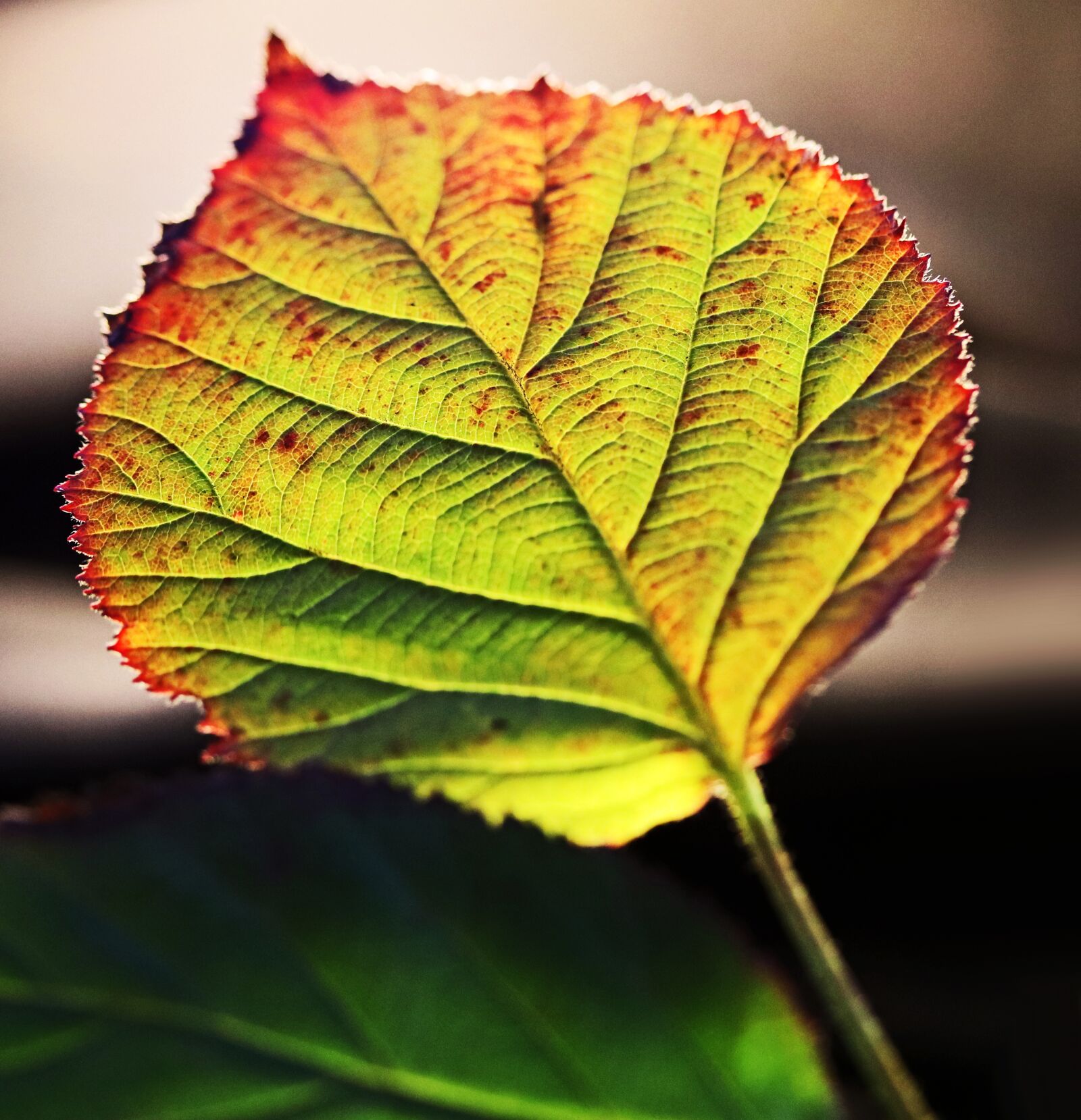 Canon EF-S 60mm F2.8 Macro USM sample photo. Leaf, autumn, tree photography