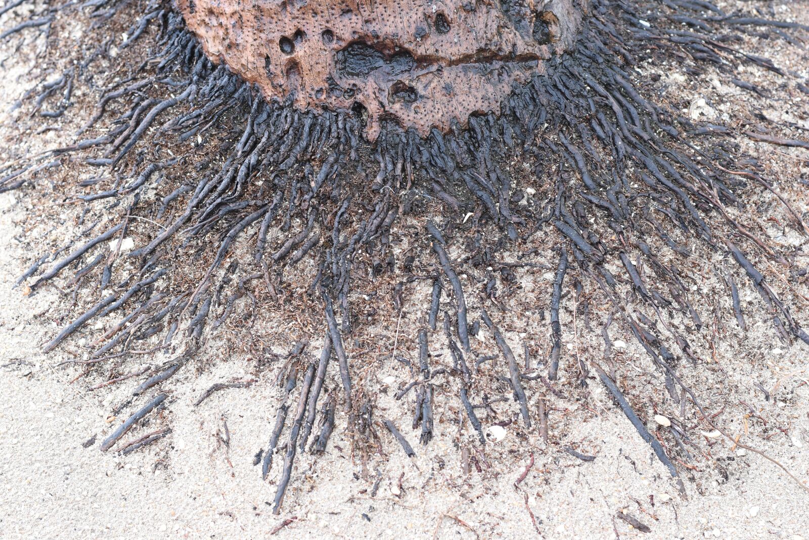 Nikon D3400 sample photo. Tree, roots, nature photography