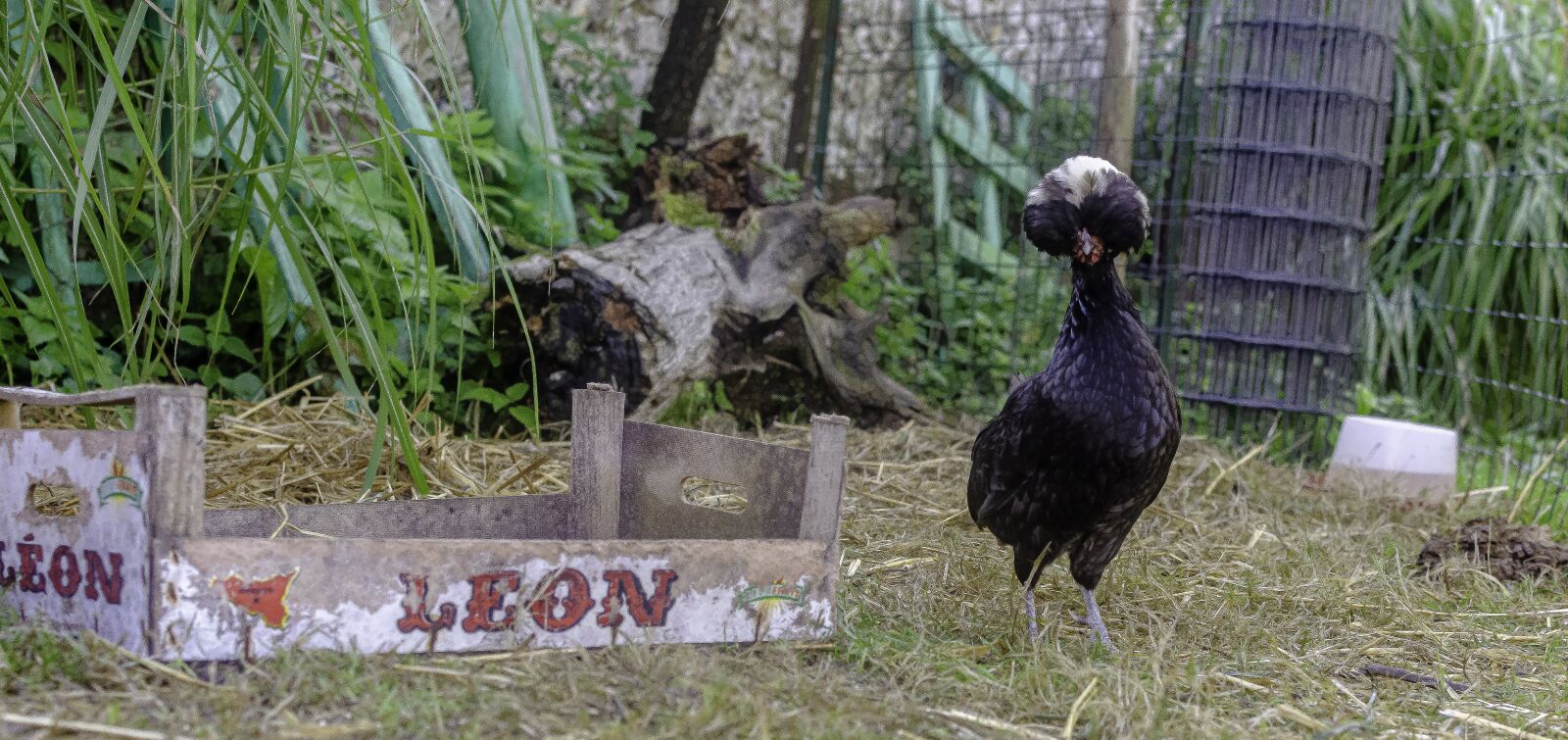 Nikon D7000 sample photo. Backyard, hen, puff photography