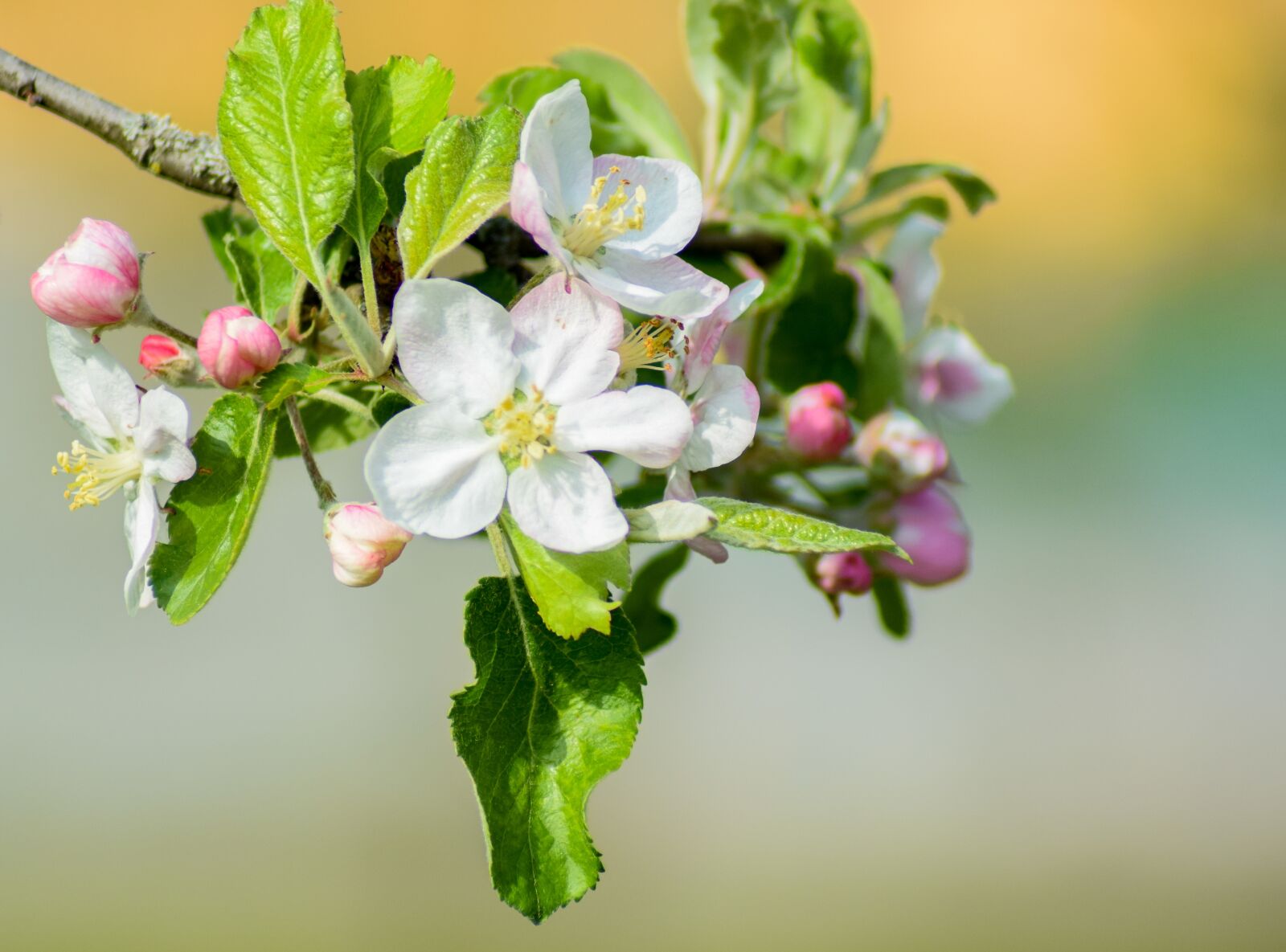 Nikon D5300 sample photo. Apple tree flowers, apple photography