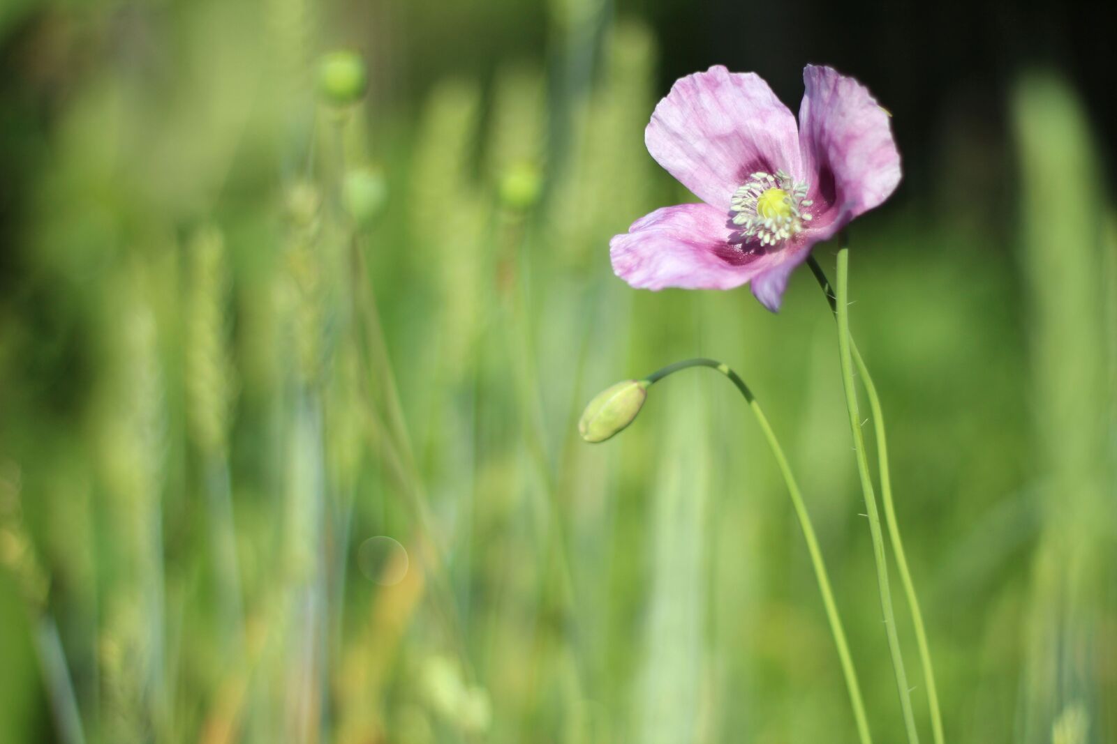 Canon EOS 600D (Rebel EOS T3i / EOS Kiss X5) + Canon EF 50mm F1.8 II sample photo. Mack, flower, summer flowers photography