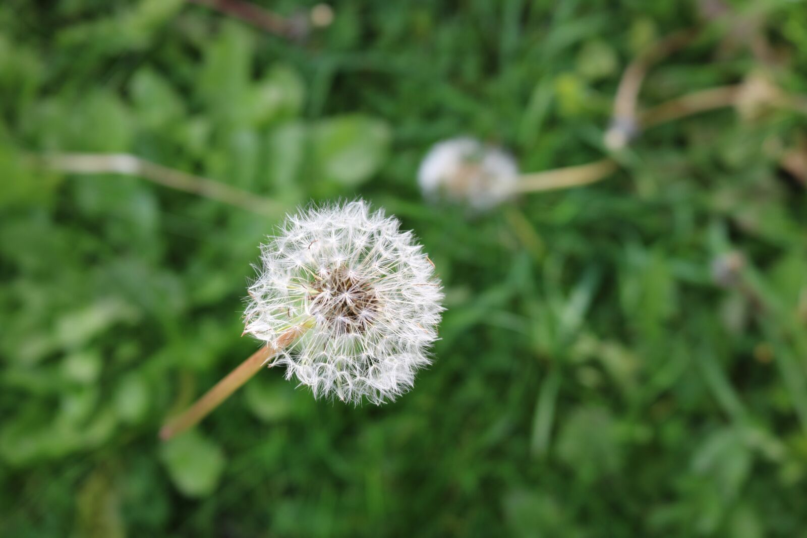 Canon EOS 750D (EOS Rebel T6i / EOS Kiss X8i) sample photo. Dandelion, neutralizer neutralizes, dad-bald photography