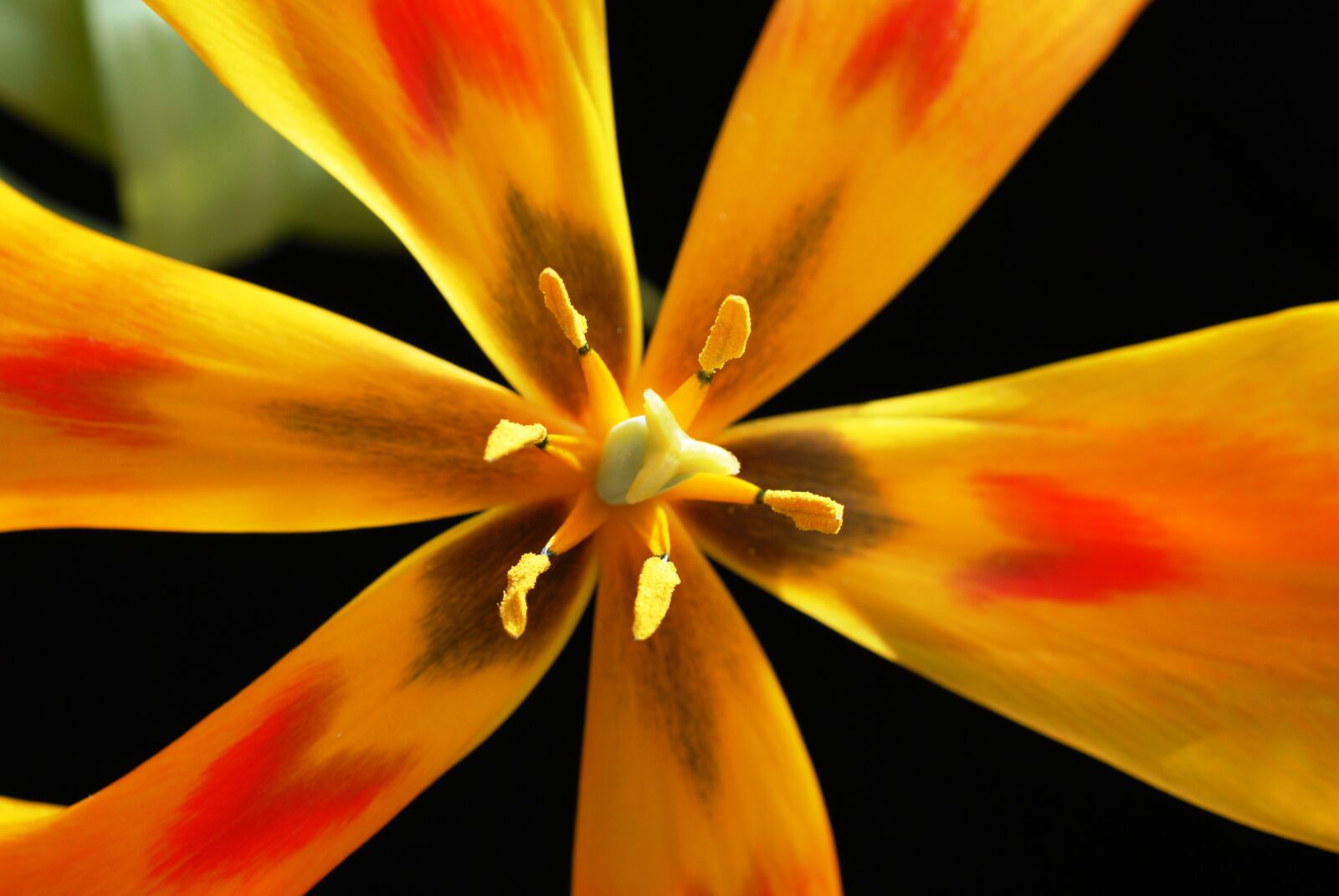 Nikon D200 sample photo. Tulip, flower, pistil photography