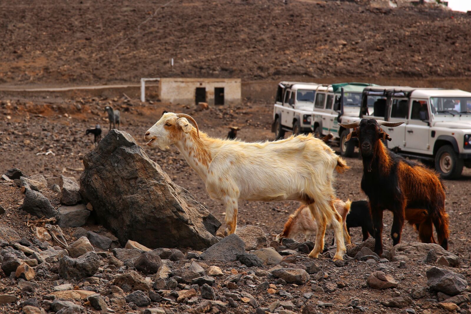 Canon 24-70mm F2.8 DG OS HSM | Art 017 sample photo. Goat, fuerteventura, vacations photography