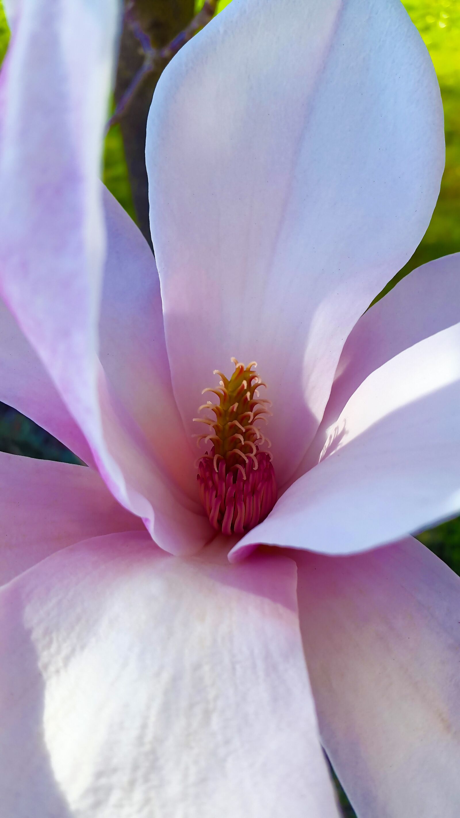Samsung Galaxy Alpha sample photo. Blossom, bloom, spring photography