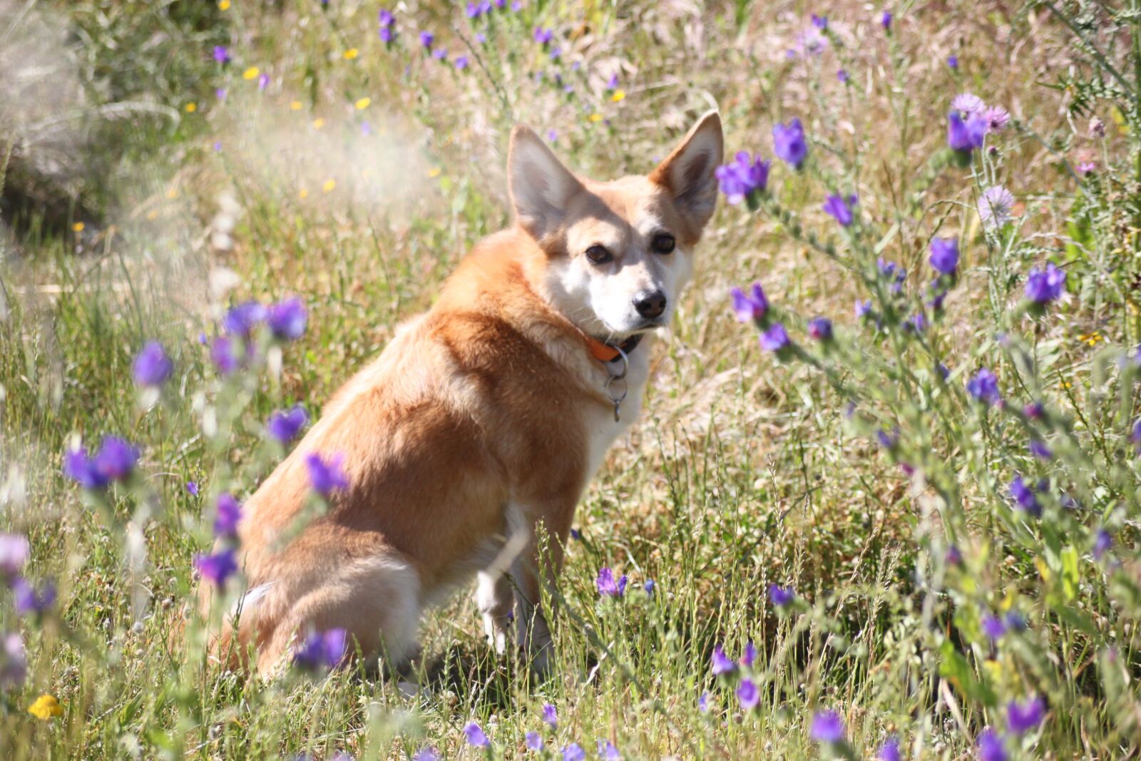 Canon EOS 500D (EOS Rebel T1i / EOS Kiss X3) sample photo. Dog, spring, flowers photography