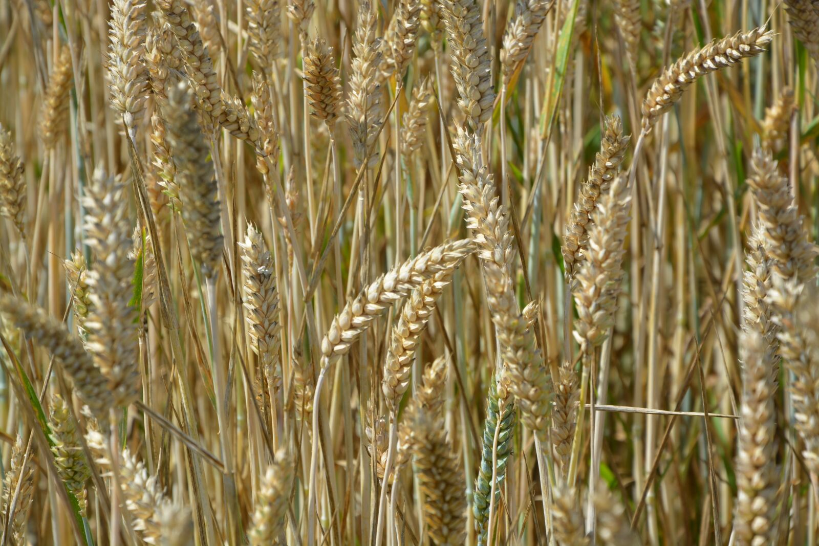 Nikon D5200 sample photo. Ears of wheat, cereals photography