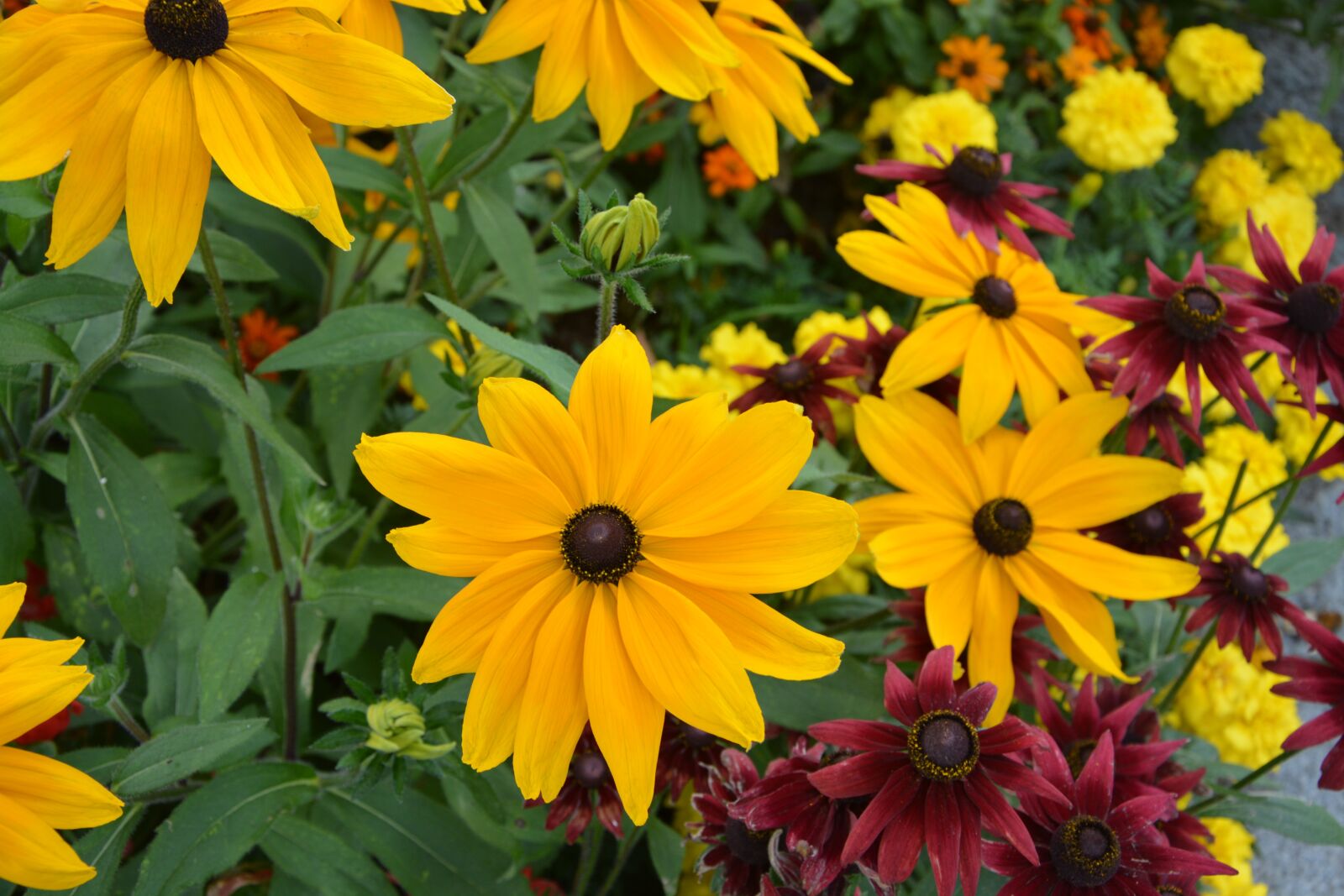 Nikon D5200 sample photo. Yellow flowers, plants, massif photography