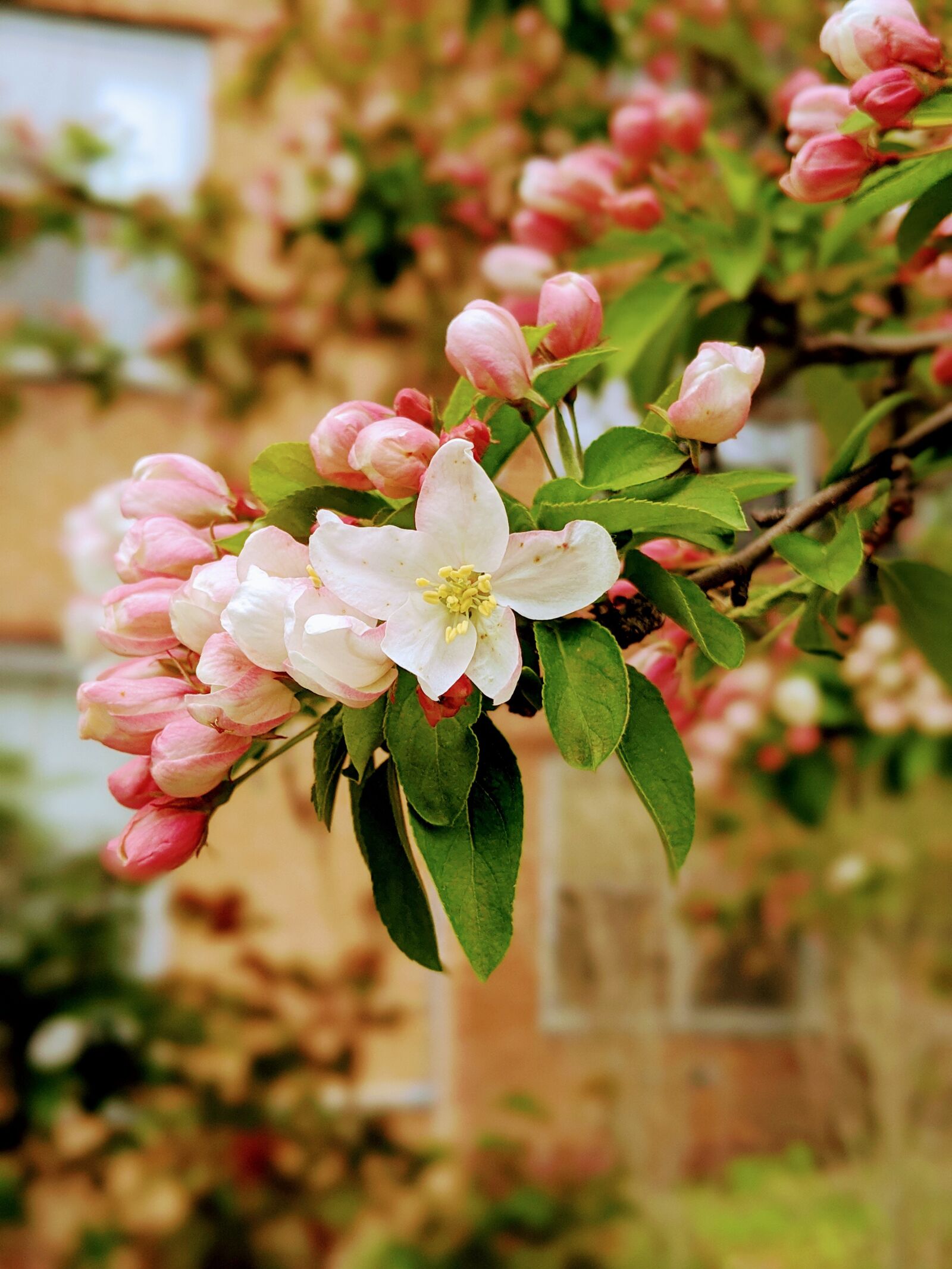 Google Pixel 3 sample photo. Spring, flowers, floral photography