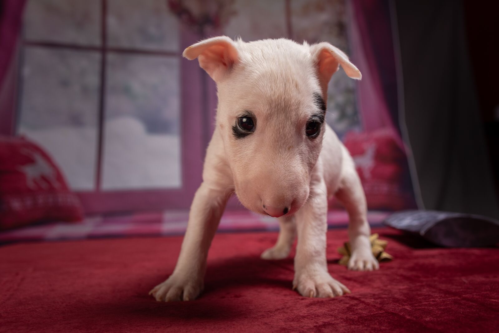 Nikon D7200 sample photo. Puppy, dog, animal photography