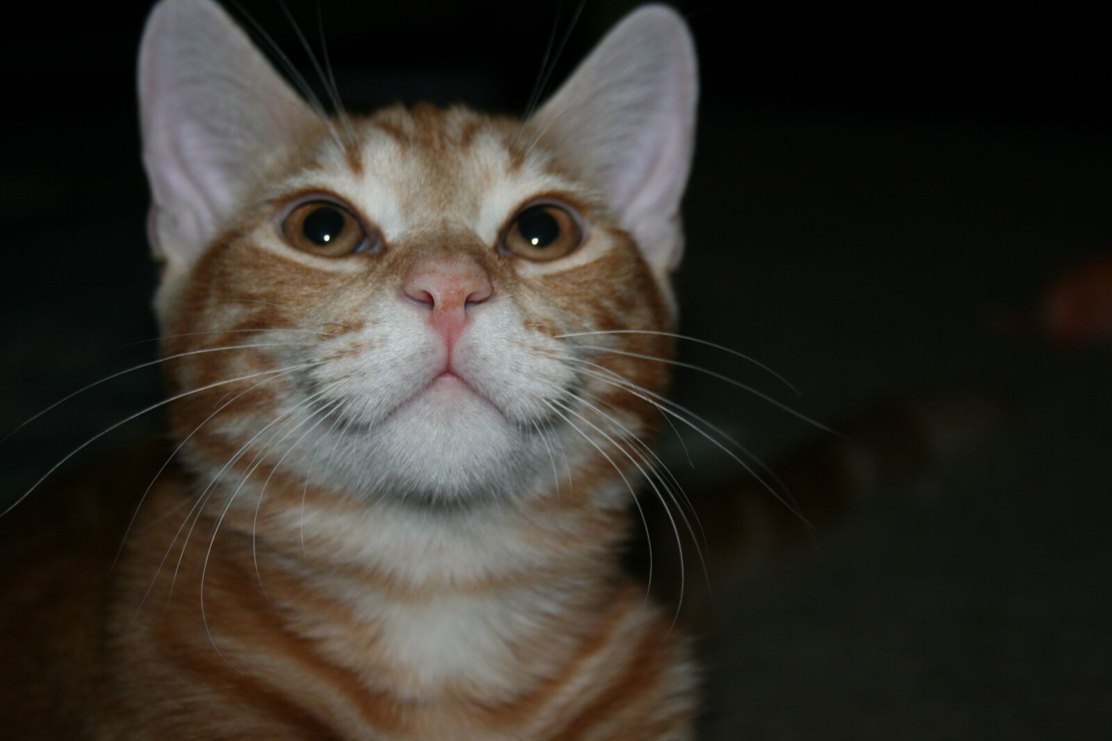 Canon EOS 400D (EOS Digital Rebel XTi / EOS Kiss Digital X) sample photo. Cat, kitten, tabby photography