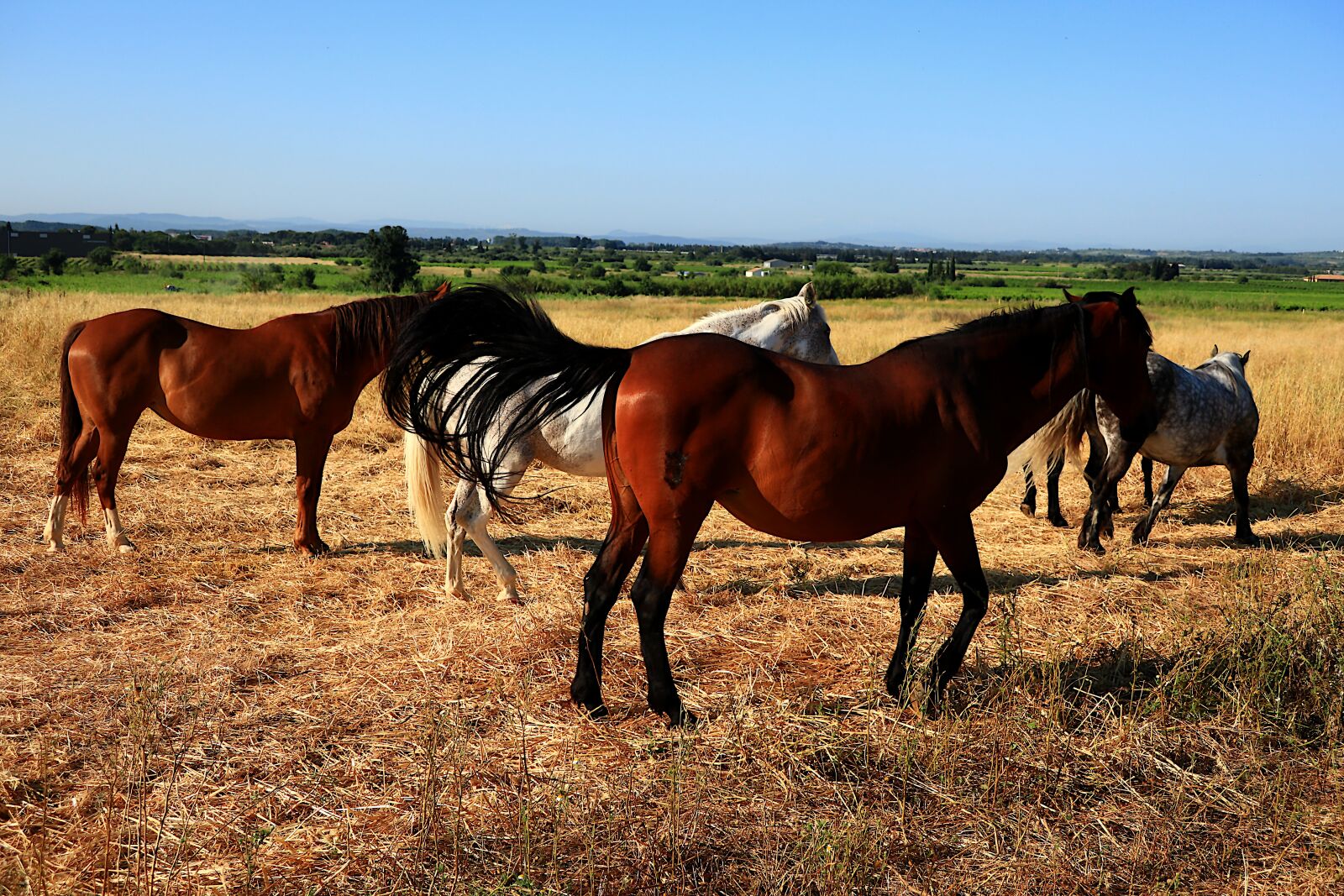 Canon PowerShot G1 X Mark III sample photo. Animals, horses, nature photography