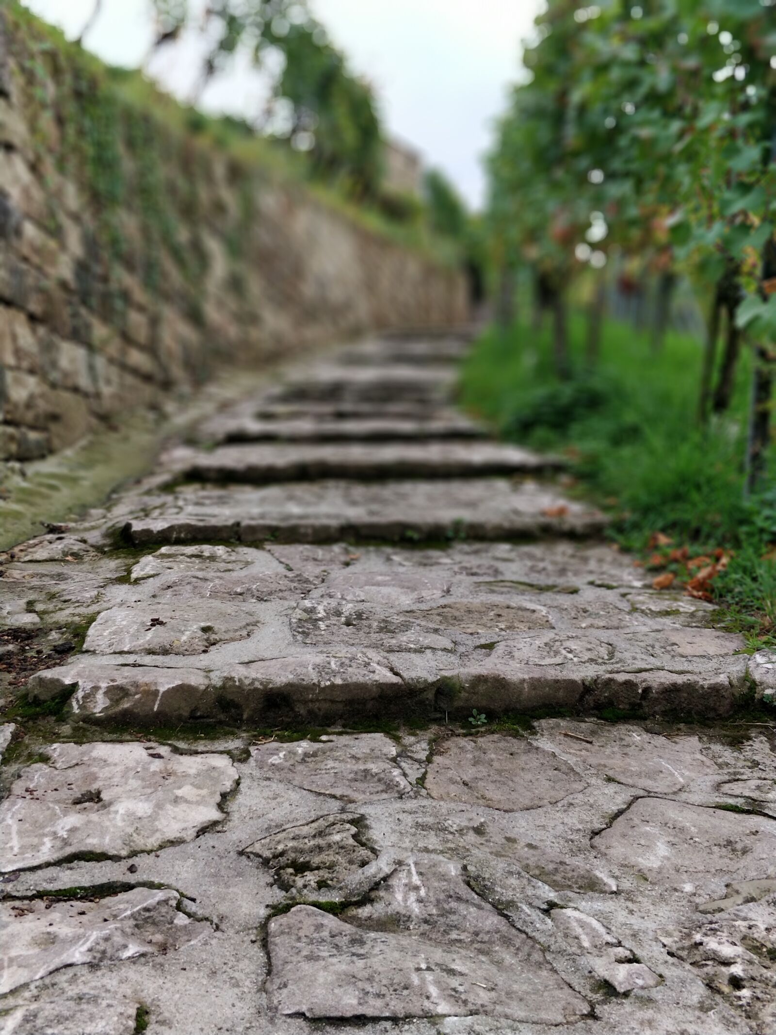 OnePlus 5 sample photo. Vineyard, away, old photography