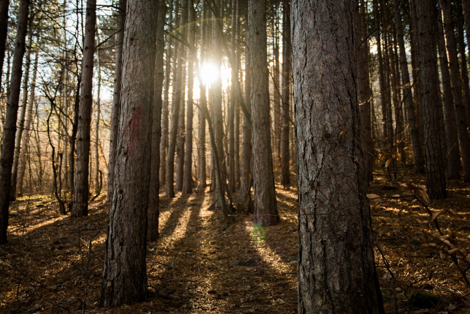 Nikon D500 sample photo. Wood, tree, nature photography