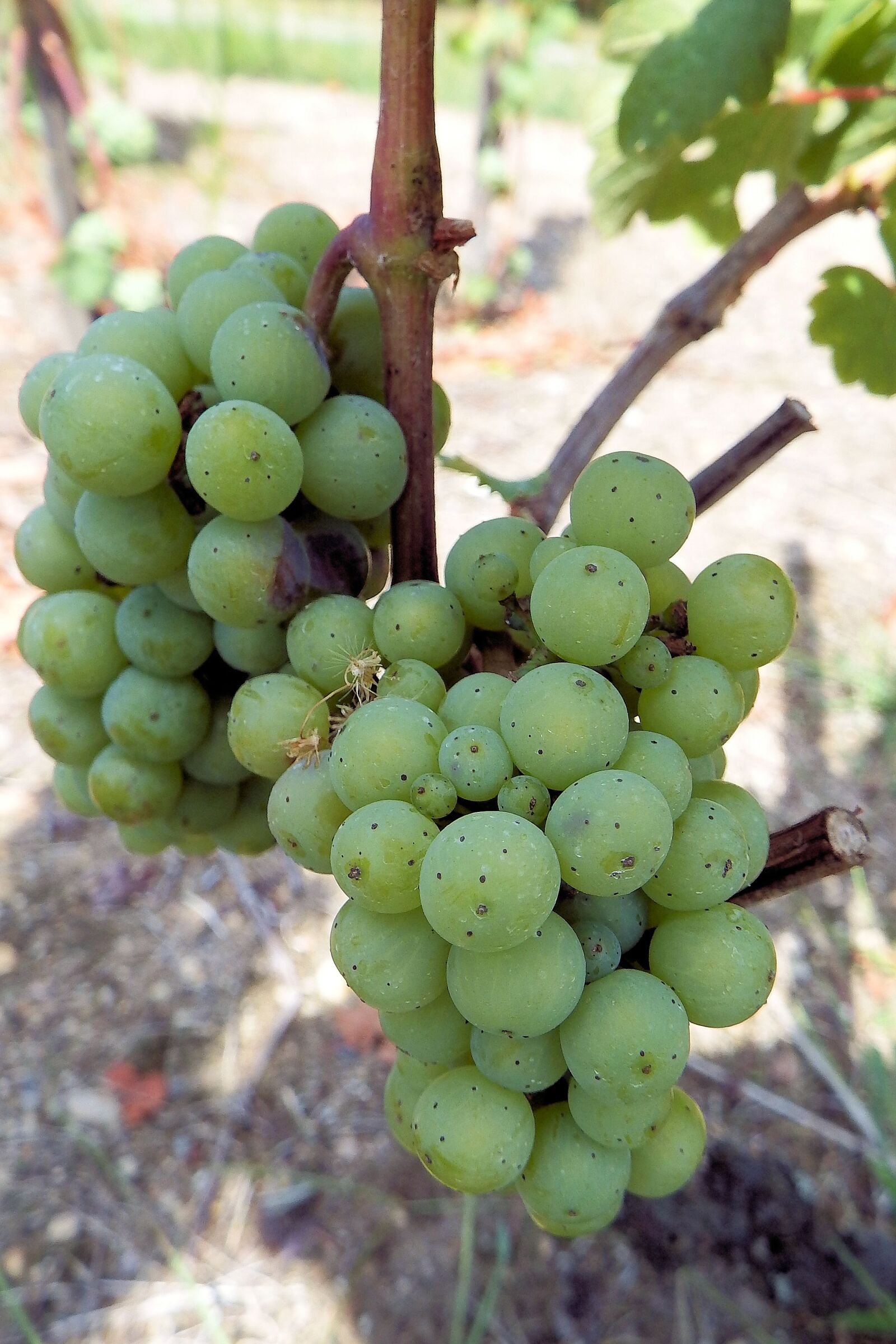 Fujifilm FinePix SL1000 sample photo. Grapes, grapevine, rebstock photography
