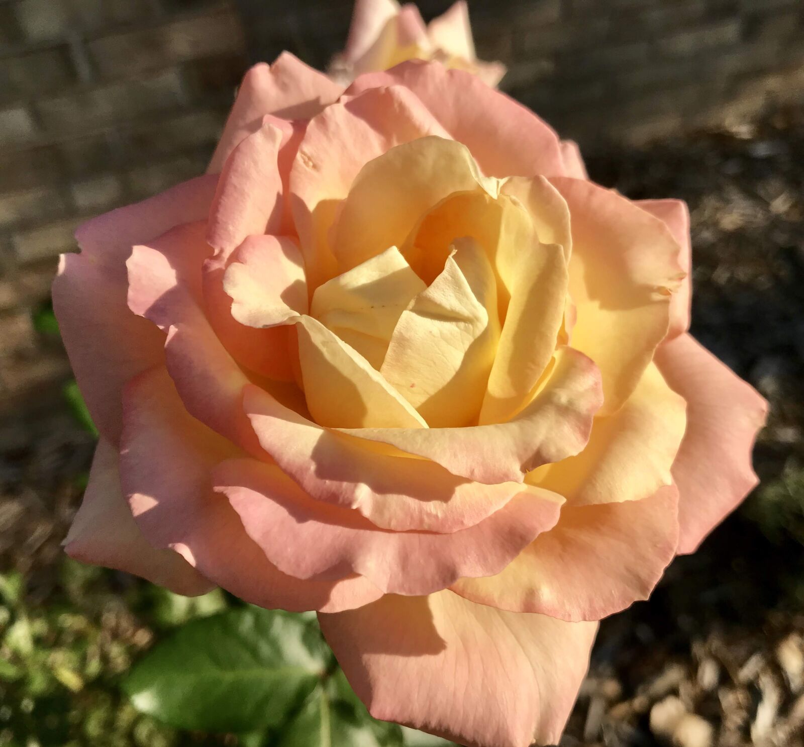 iPhone 7 back camera 3.99mm f/1.8 sample photo. Rose, blossom, flower photography