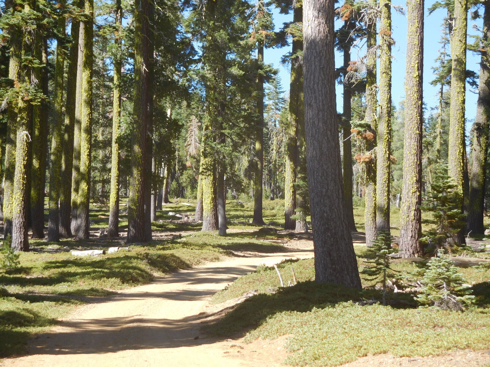 Nikon Coolpix S7000 sample photo. Trees, in, forest photography