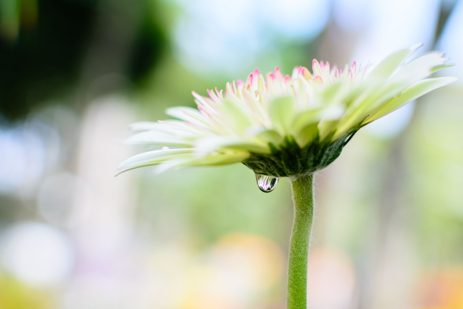 Nikon D7100 sample photo. Flower, blossom, nature photography