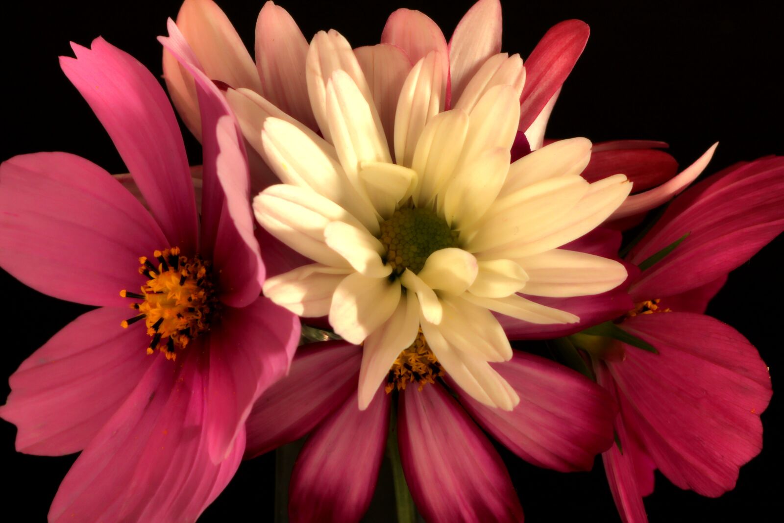 Tamron SP 90mm F2.8 Di VC USD 1:1 Macro sample photo. Flowers, bouquet, cosmea photography