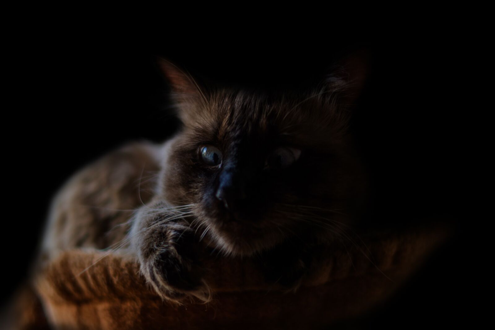 Nikon D7200 sample photo. Cat, animal, dark photography