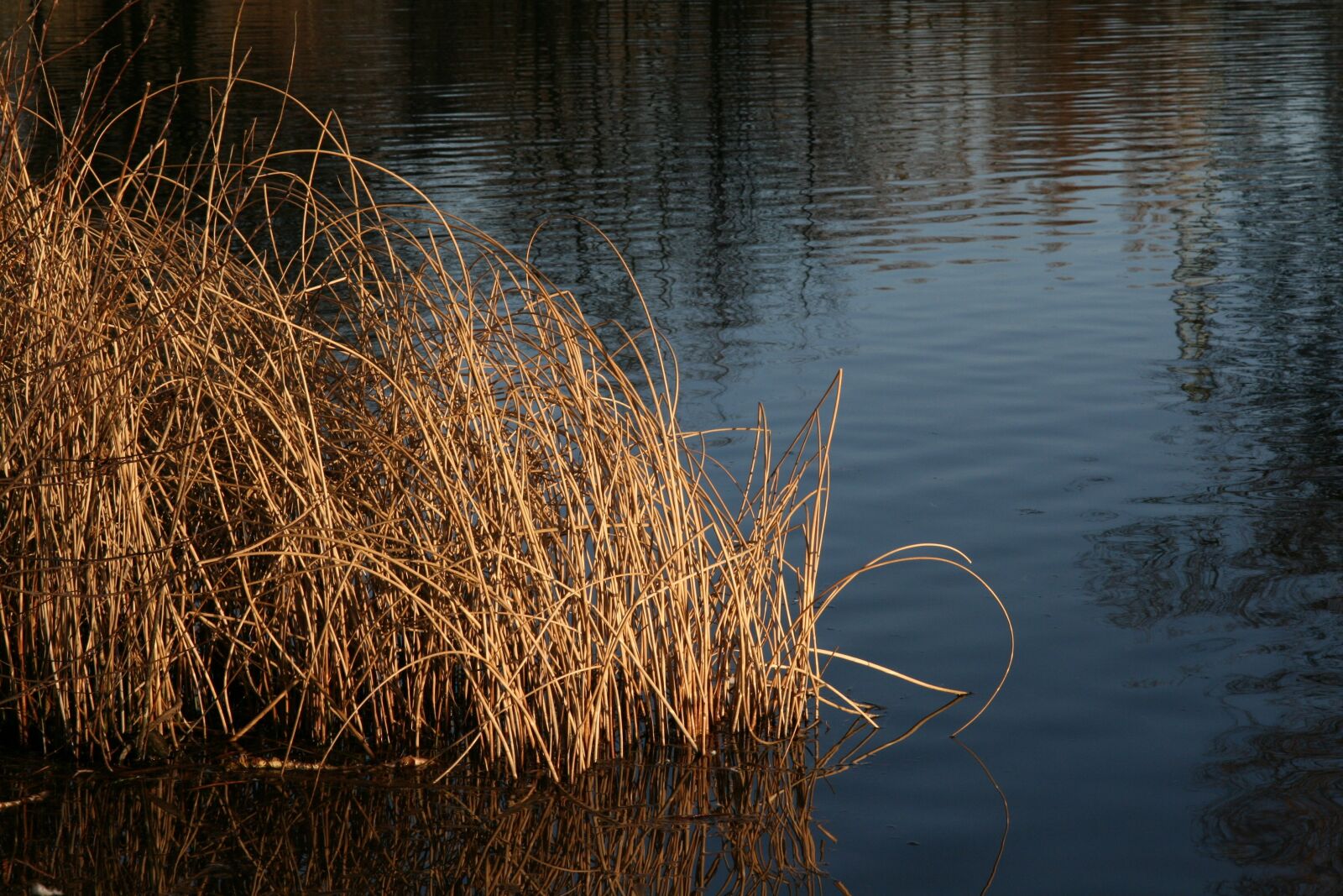 Canon EOS 400D (EOS Digital Rebel XTi / EOS Kiss Digital X) sample photo. Grasses, pond, water photography