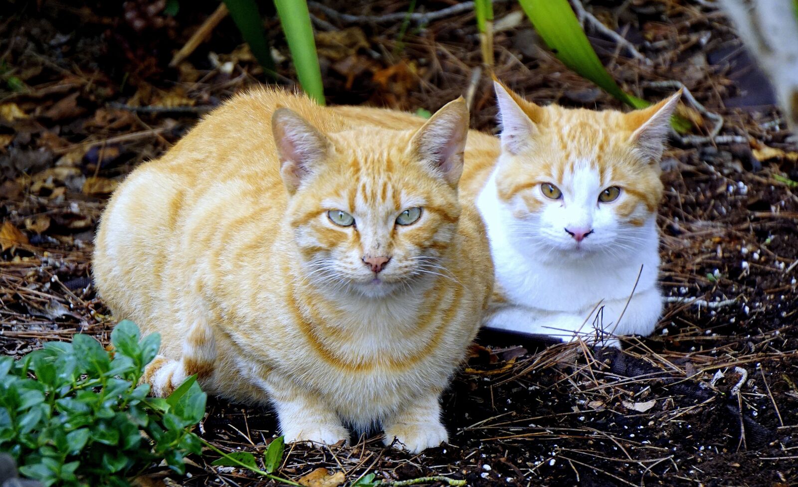 Sony E 55-210mm F4.5-6.3 OSS sample photo. Cats, animals, pet photography