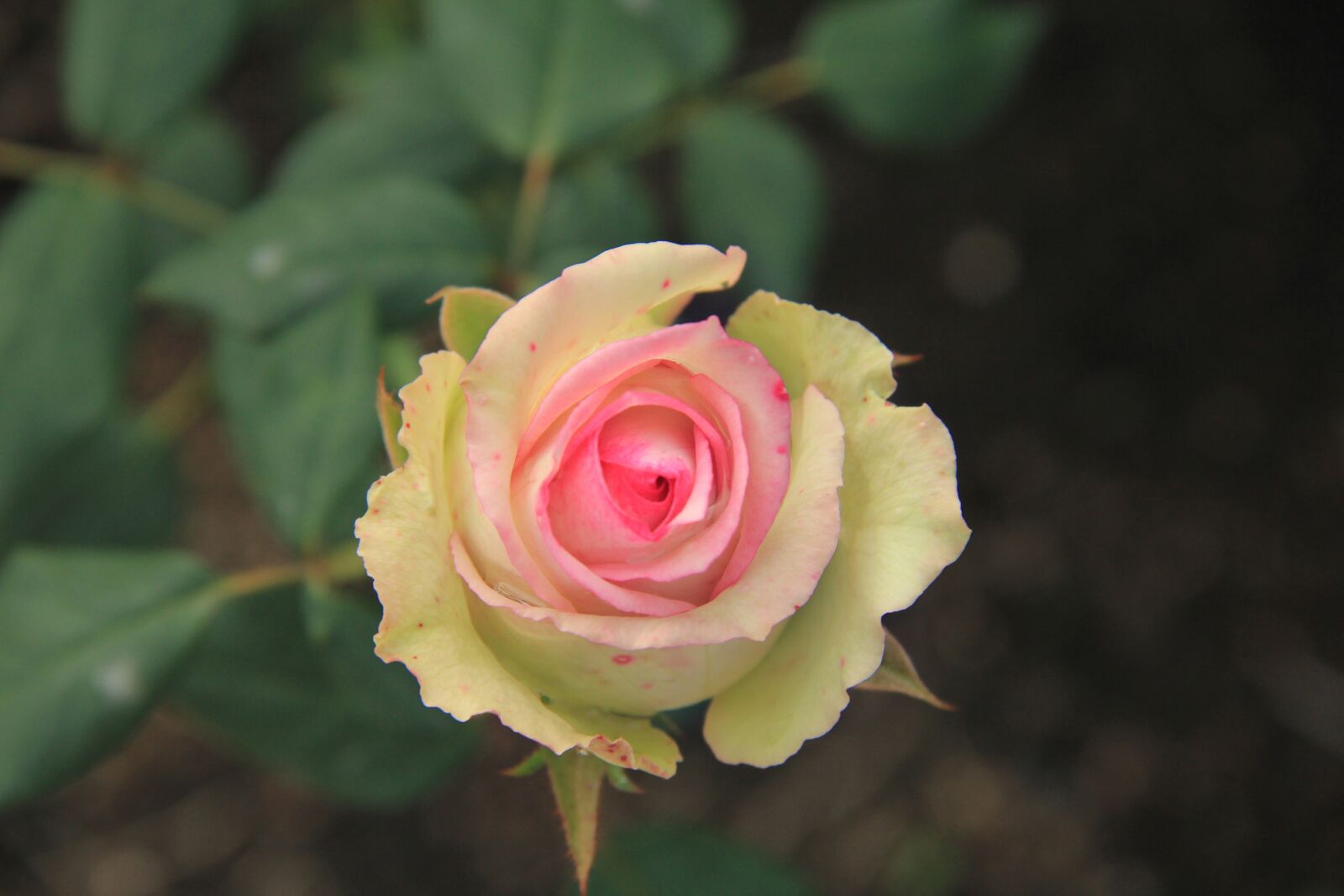 Canon EOS 60D sample photo. Rose, pink, flower photography