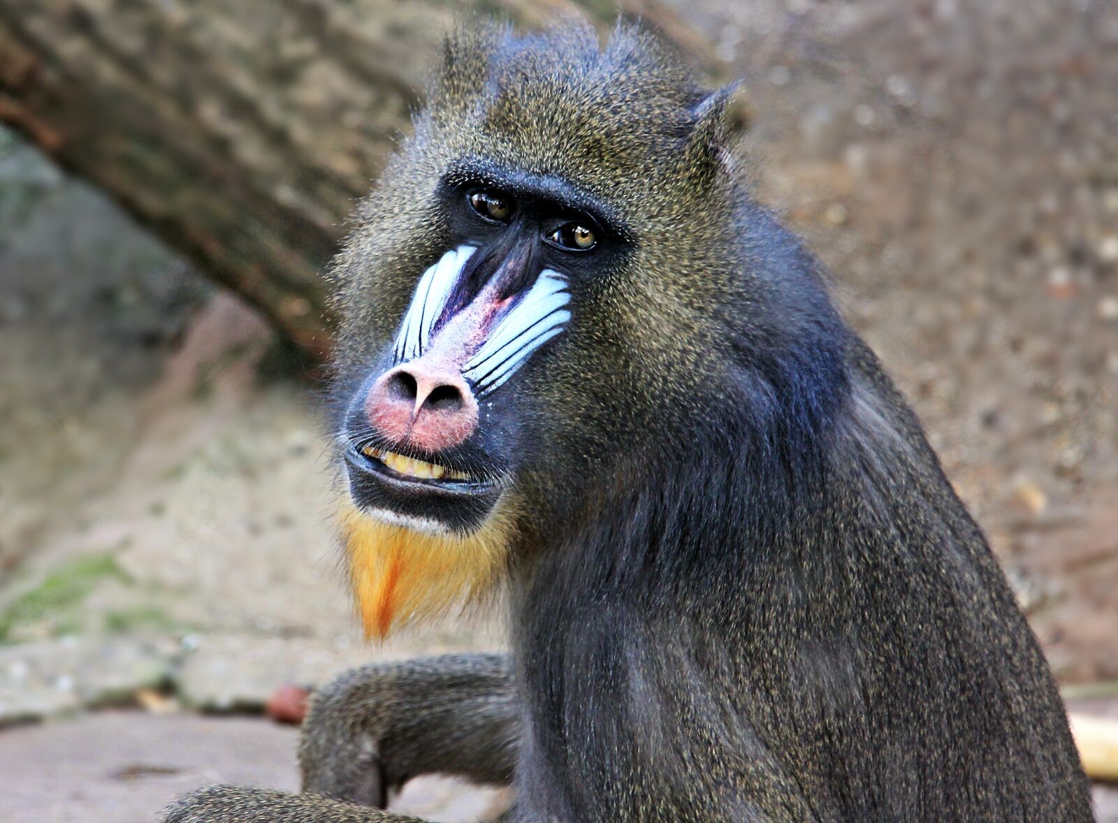 Canon EOS 550D (EOS Rebel T2i / EOS Kiss X4) sample photo. Monkey, zoo, animal world photography