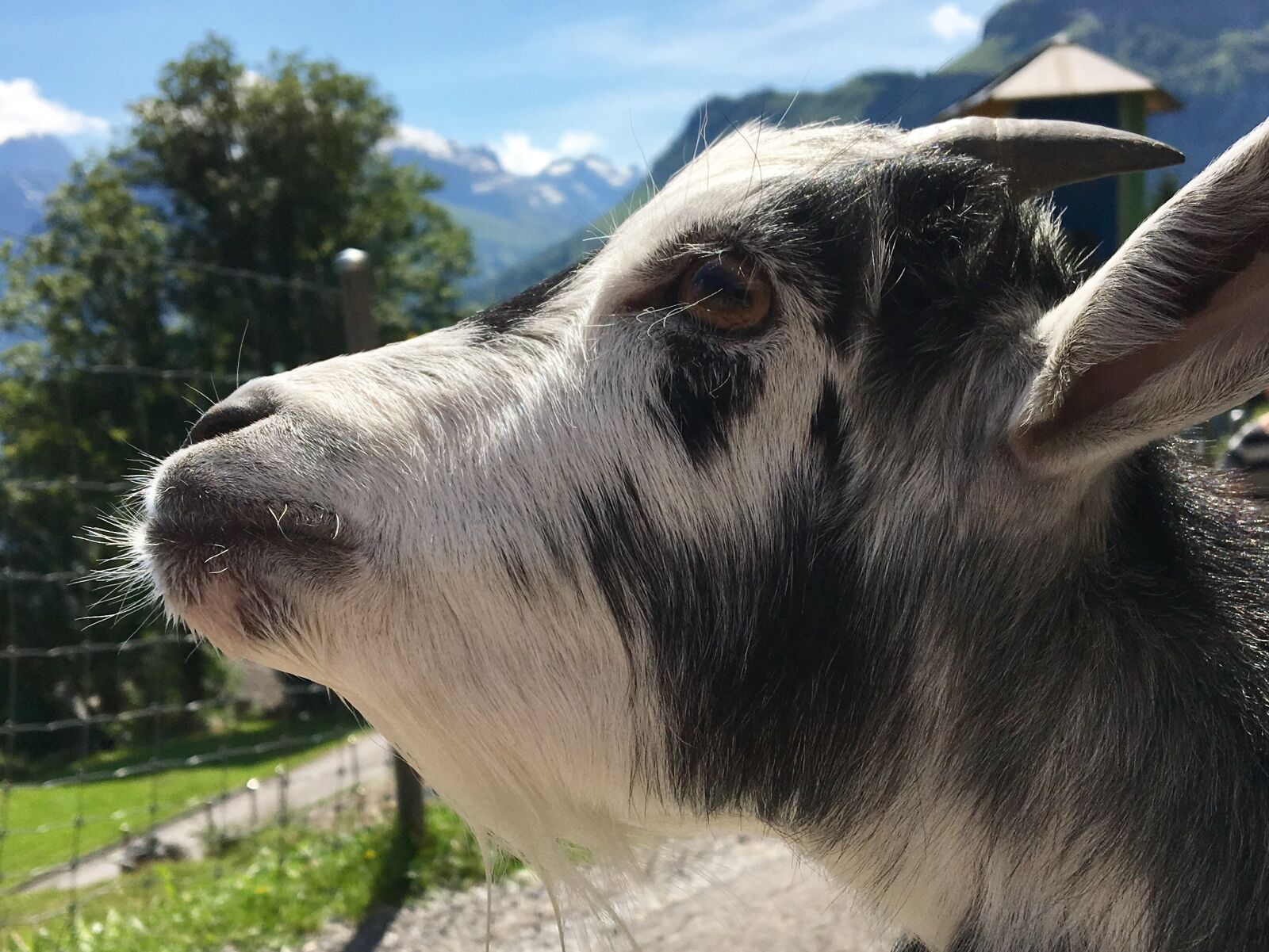 Apple iPhone 6s sample photo. Goat's head, geiss, mountains photography