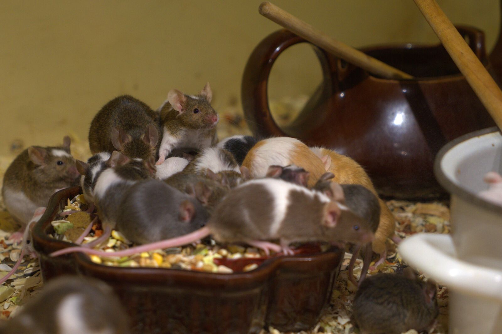 Sony a7 II + Sony Vario Tessar T* FE 24-70mm F4 ZA OSS sample photo. Nager, mouse, eat photography