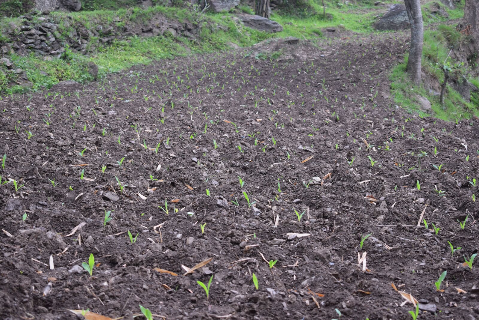 Nikon D5300 sample photo. Farming soil, soil, dirt photography