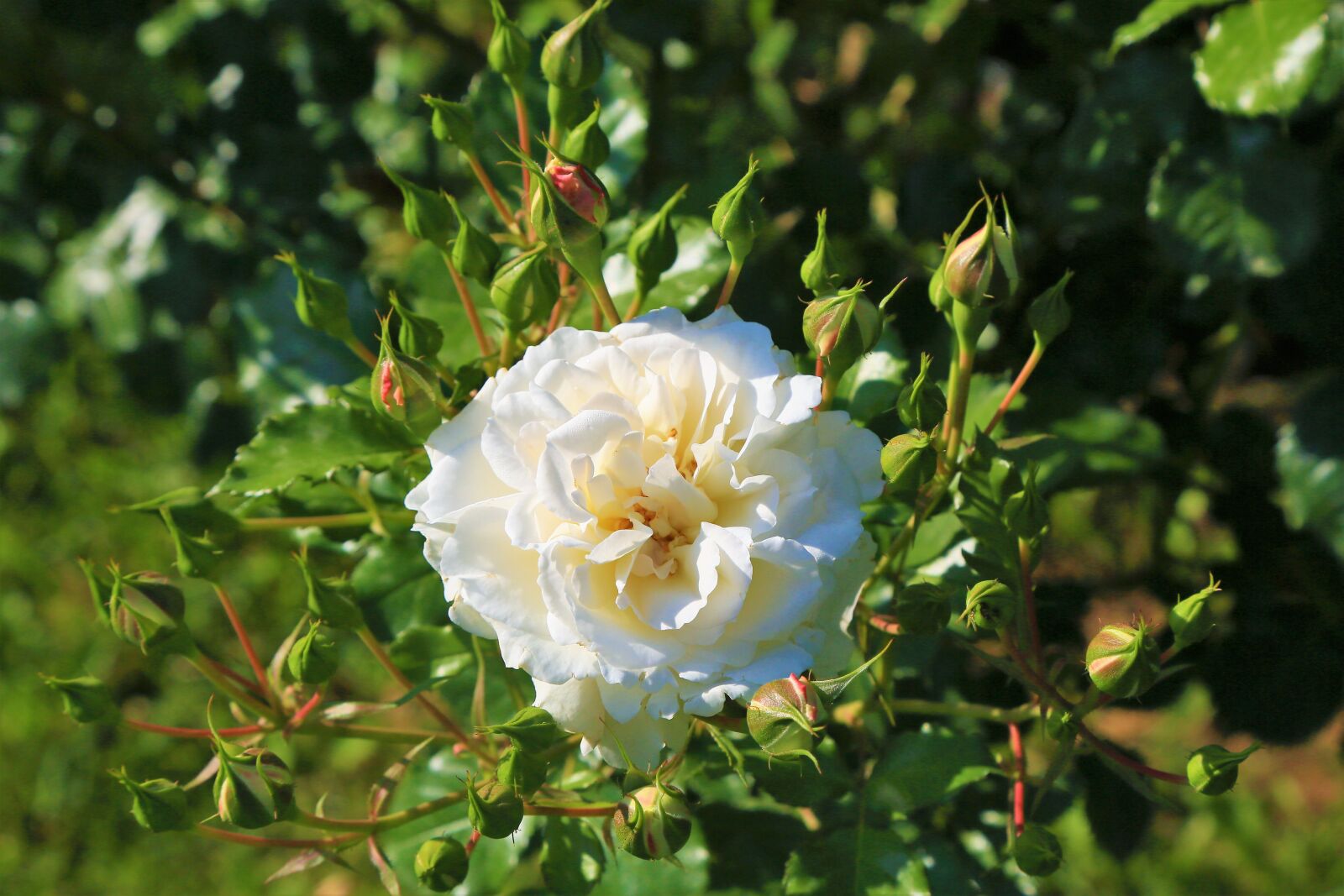 Canon EOS 5D Mark III sample photo. Rose, spring, white photography