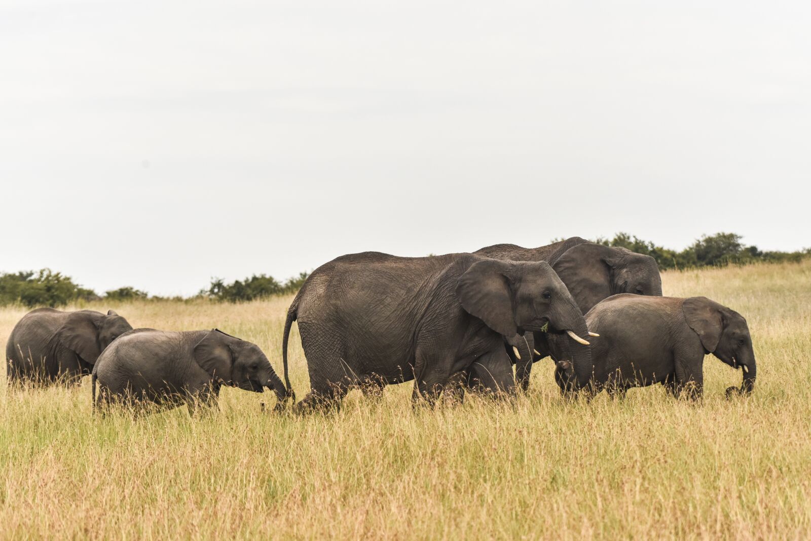 Nikon D810 sample photo. Elephant, wildlife, elephants photography