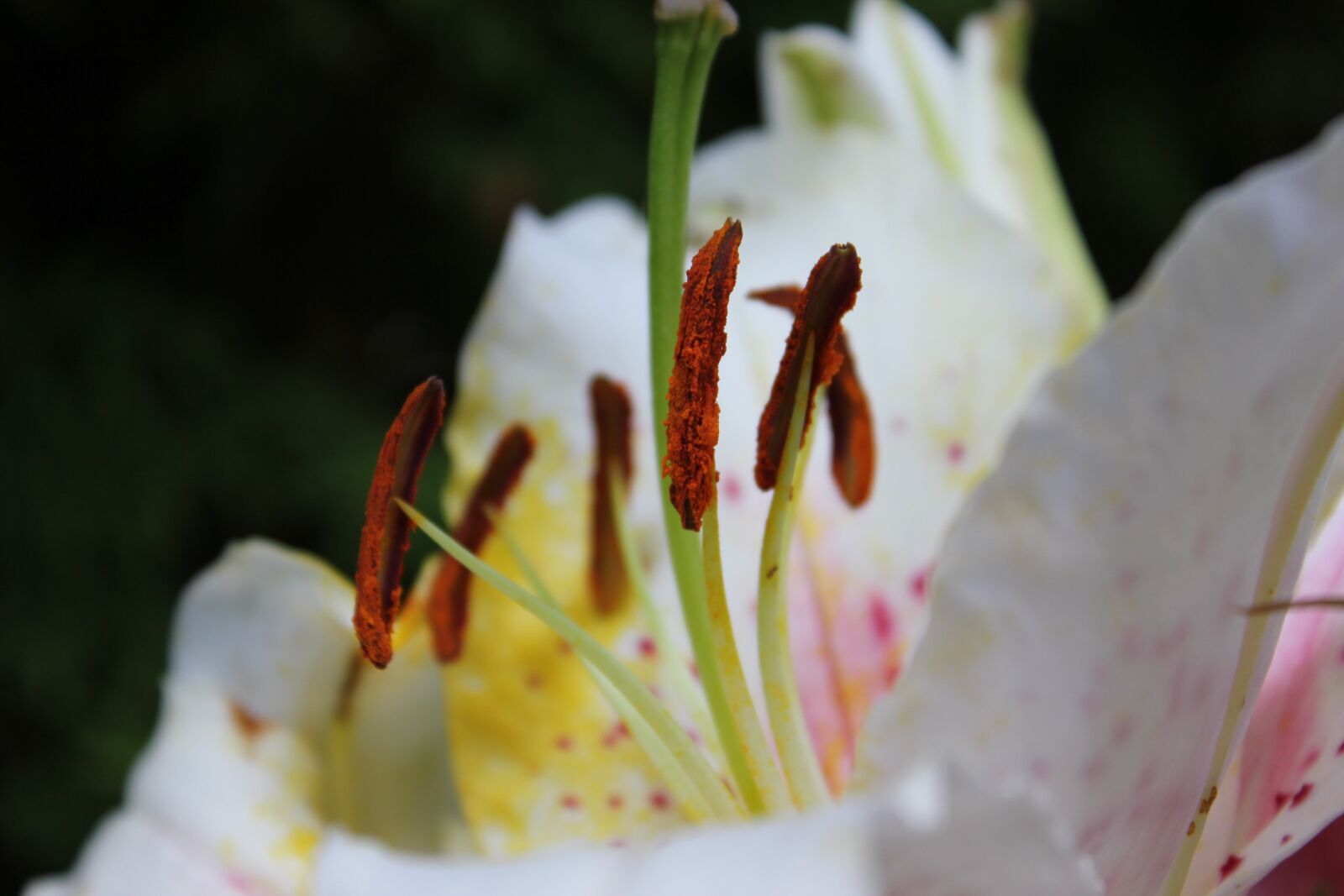 Canon EOS 550D (EOS Rebel T2i / EOS Kiss X4) sample photo. Spring, flower, plant photography