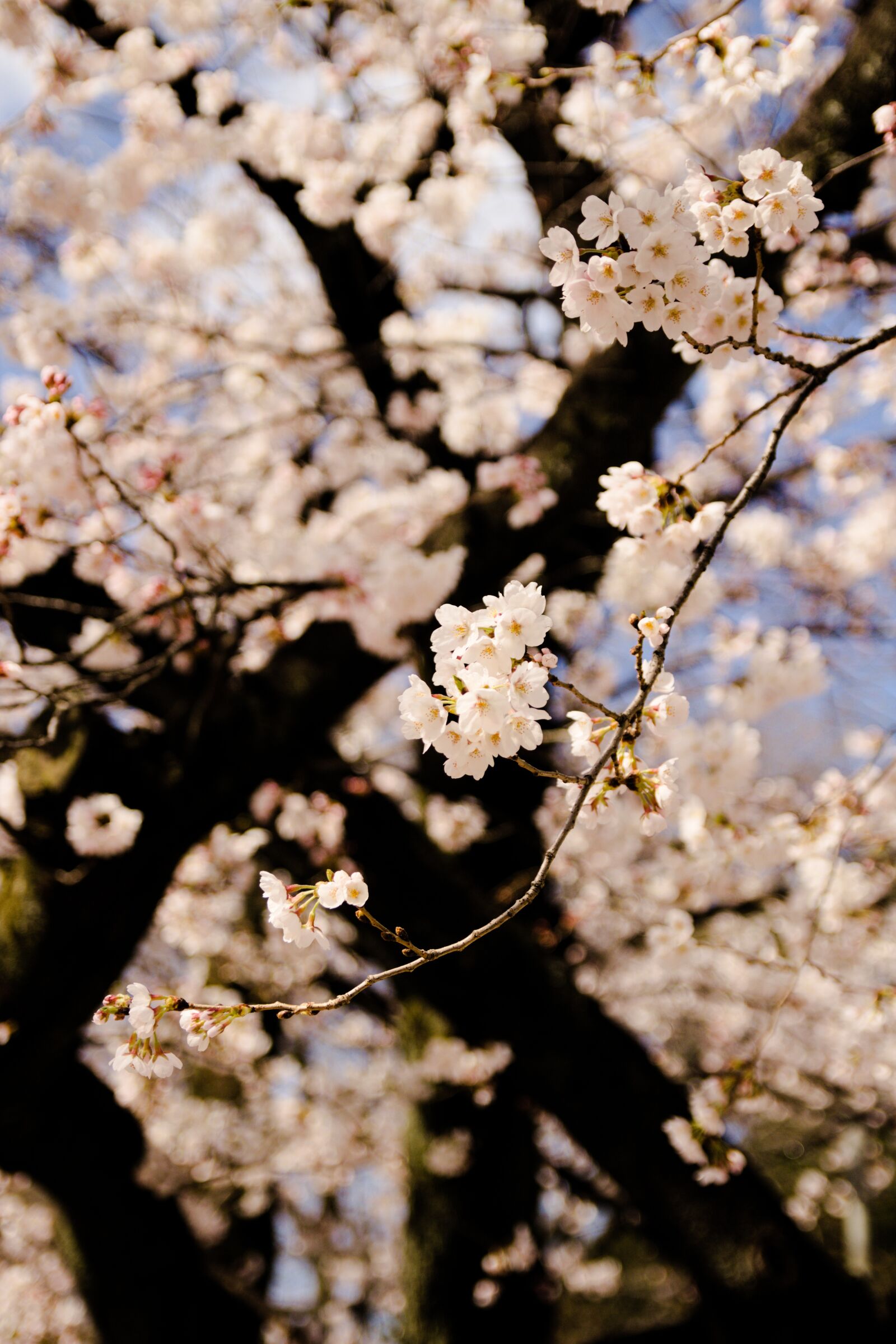 Canon EOS 700D (EOS Rebel T5i / EOS Kiss X7i) sample photo. Tree, cherry, branch photography