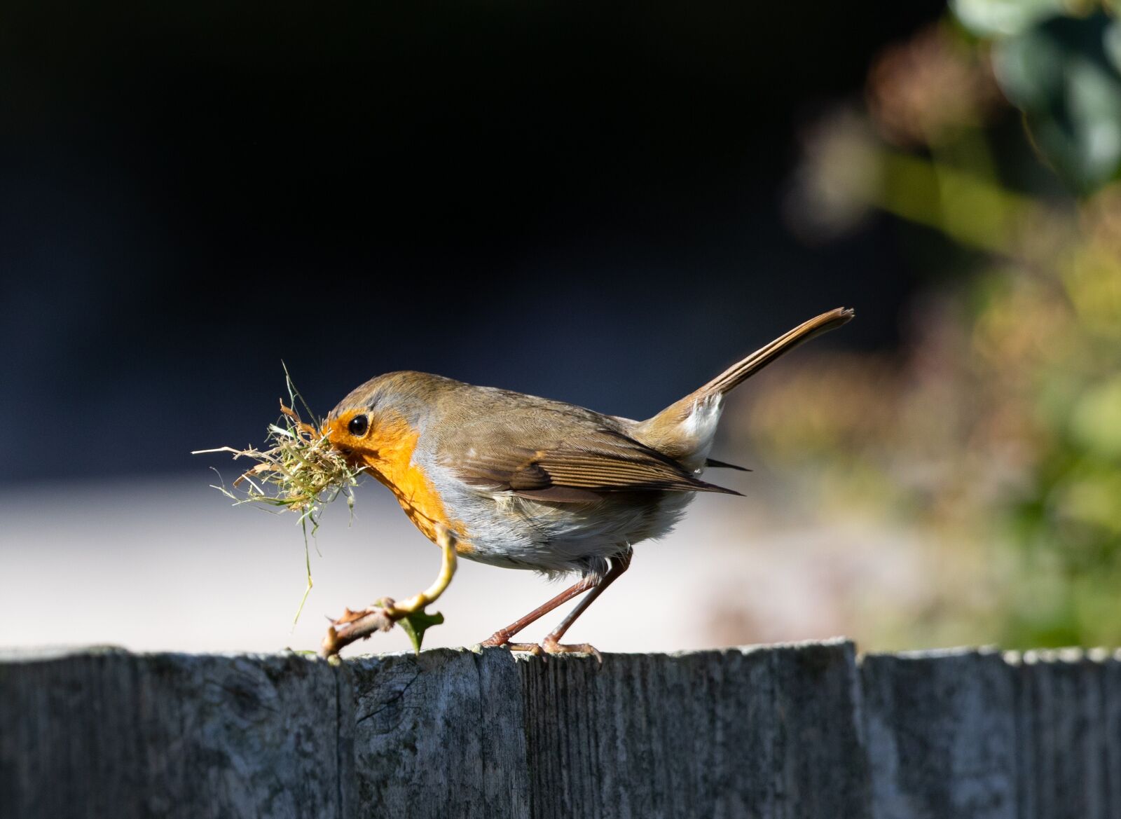 Canon EOS 7D Mark II + Canon EF 100-400mm F4.5-5.6L IS II USM sample photo. Robin redbreast on fence photography