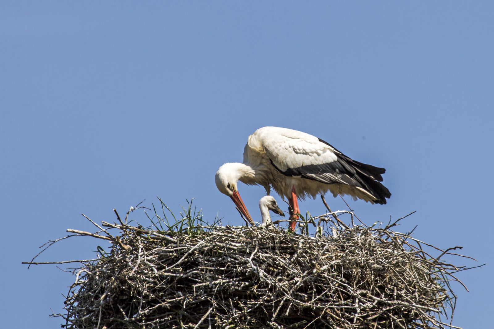 Canon EF 100-400mm F4.5-5.6L IS USM sample photo. Young stork, stork, storchennest photography